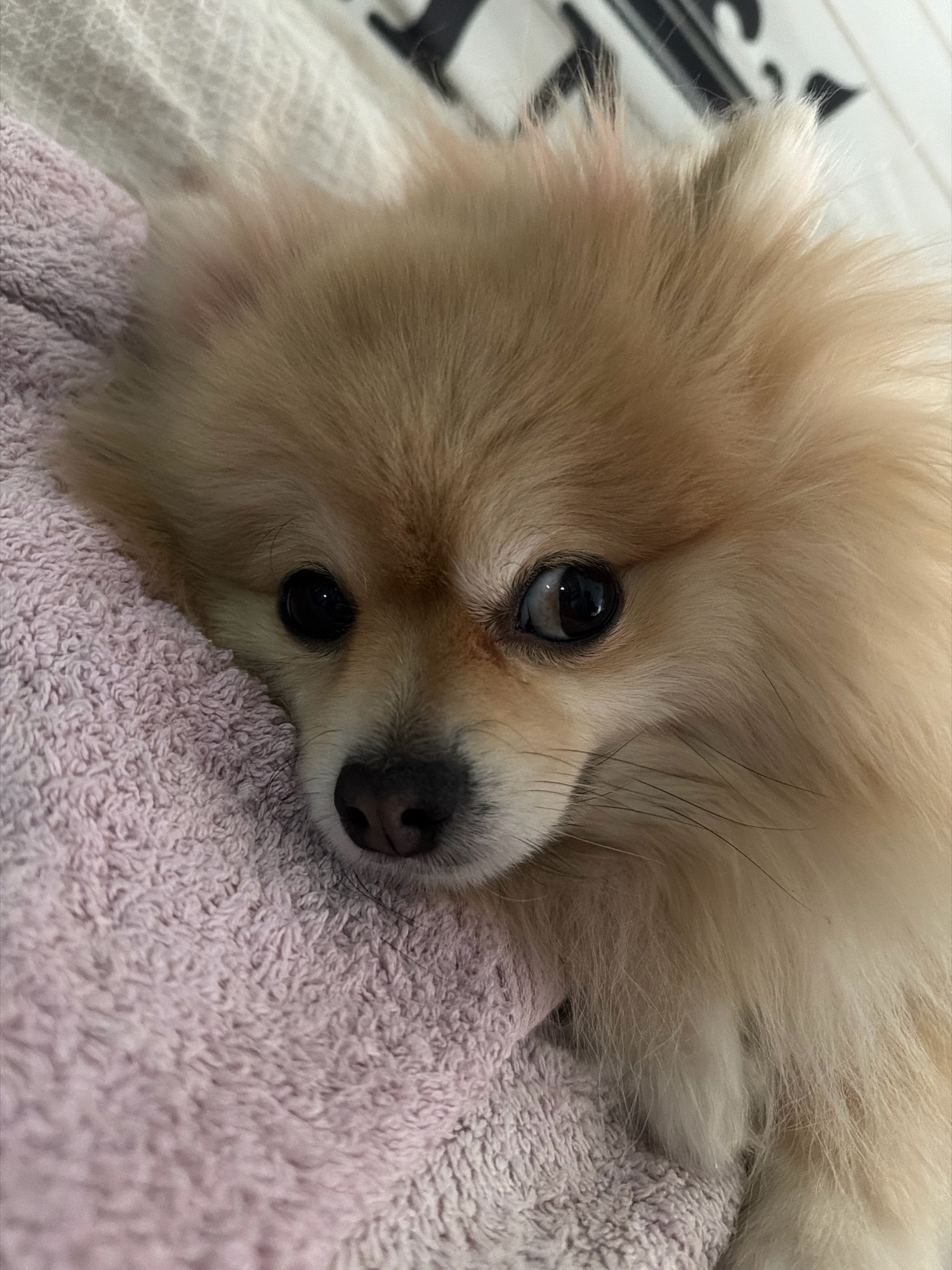 The image is a close-up of a Pomeranian dog lying down on a pink, textured blanket. The dog has light brown fur and its head is resting on the blanket. Its eyes are dark and alert. The background is blurred and appears to be a white surface with some black text or markings on it. The lighting is soft, suggesting an indoor setting. There is no indication of the city of Tbilisi, Georgia, in the image.