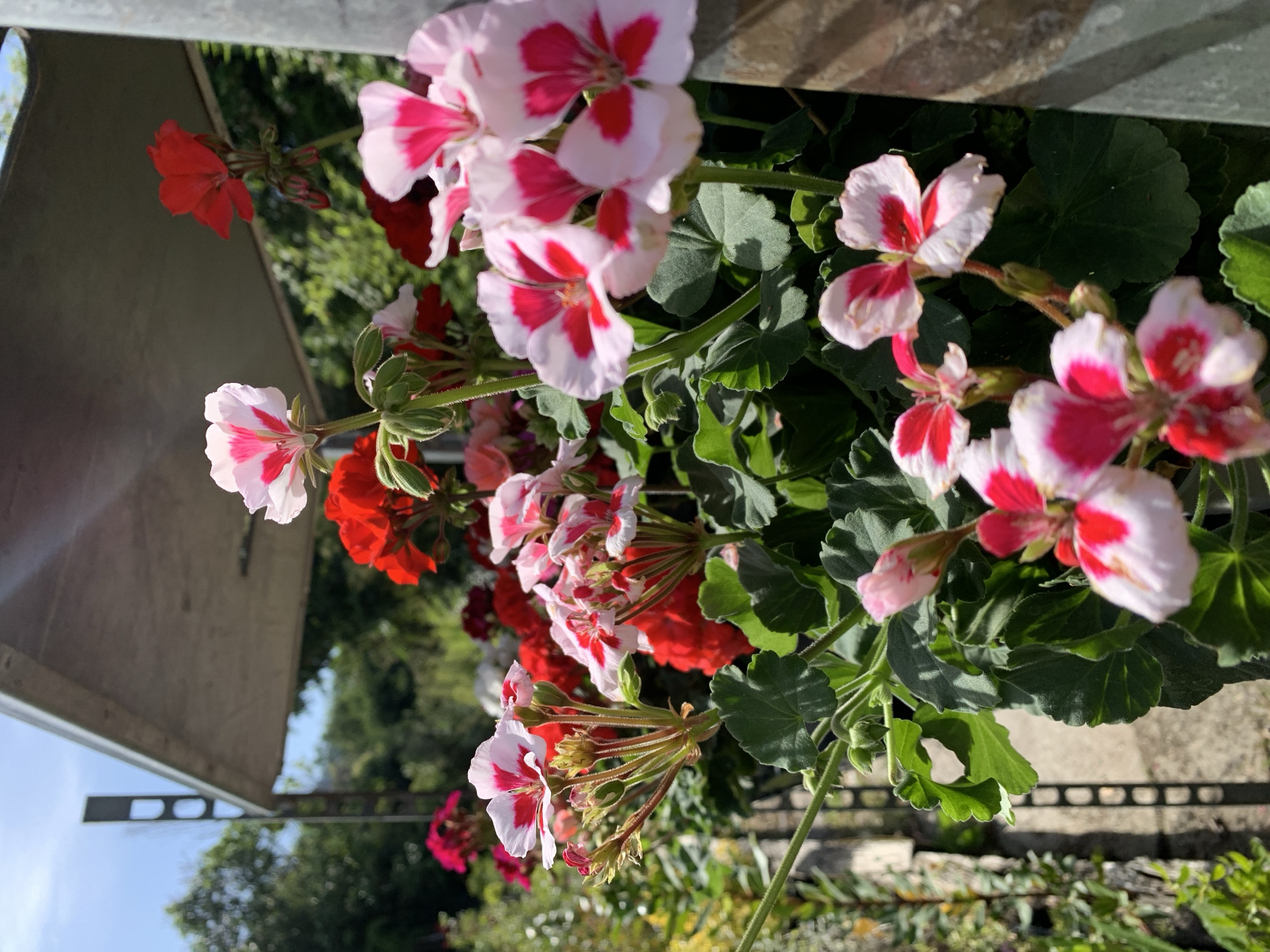 This is a close-up, vertically oriented photograph of a cluster of flowering plants, likely geraniums, in an outdoor setting. The flowers are predominantly white with vibrant pink or red markings. Several blooms are in full flower, displaying delicate petals, while others are in bud or unfurling. The foliage is a rich green, with lobed leaves characteristic of geraniums.
The scene appears to be a garden or patio, with hints of a stone pathway or wall in the background. The bright sunlight suggests it is daytime, likely sunny weather. In the upper left portion of the image, a metallic structure, possibly a railing or part of a garden feature, is visible. The lower part of the image shows more of the garden setting, with greenery and hints of the sky.
There are no people or animals visible. The focus is entirely on the vibrant floral display. The colors are rich and saturated, and the lighting creates some dappled shadows, indicating a sunny day. The location context is Barcelona, Spain, which suggests a Mediterranean climate. No text is visible in the image. The overall impression is one of a lively and flourishing garden in a pleasant, sunlit environment.