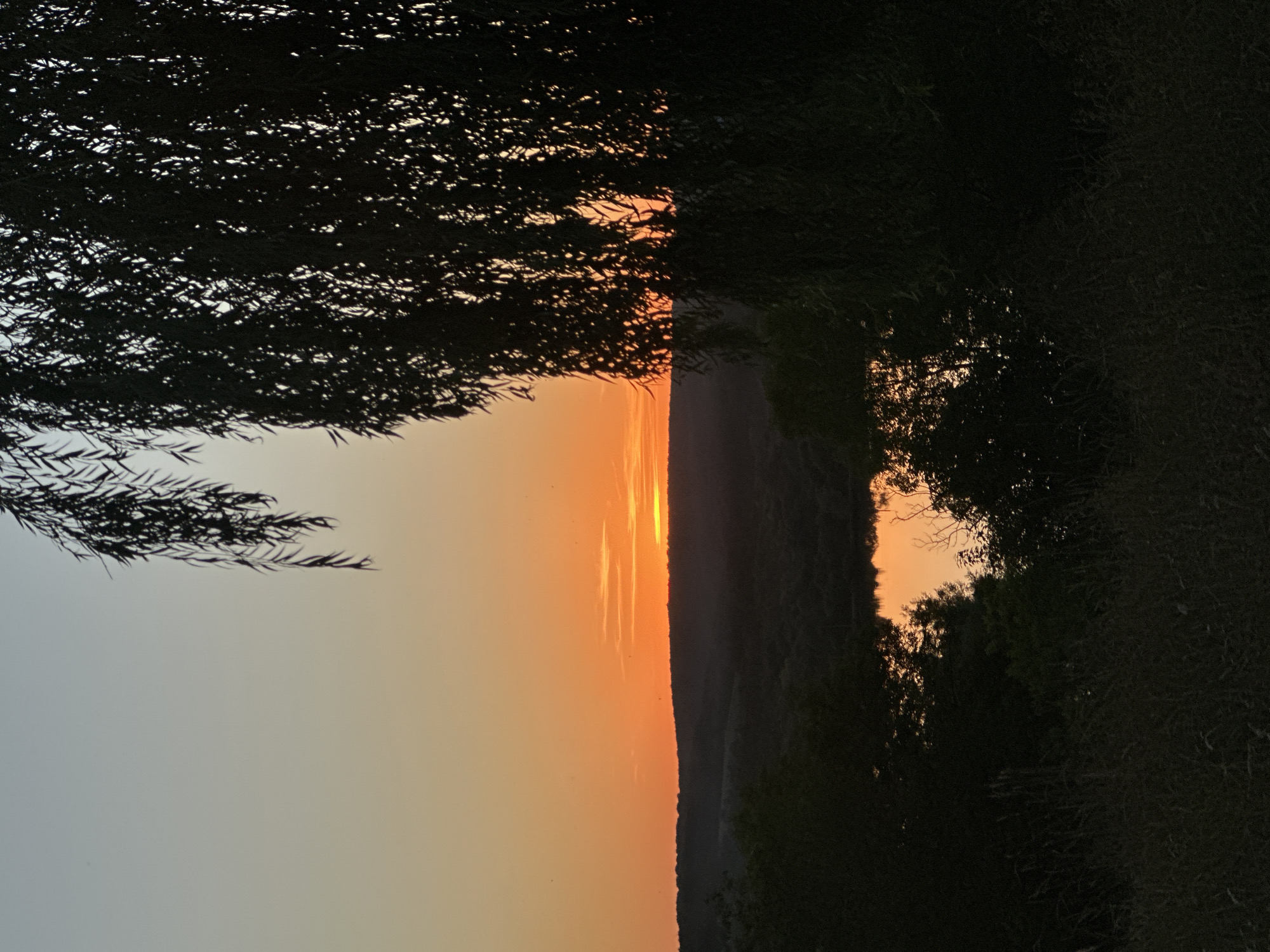 The image depicts a sunset over a rural landscape. The sky transitions from a pale grey at the top to a vibrant orange near the horizon, with a thin band of pink clouds. The sun is low on the horizon, casting a warm glow over the scene. In the foreground, a silhouetted weeping willow tree drapes its branches over the right side of the frame. Beyond the tree, rolling hills covered in dark, silhouetted trees form a dark band across the mid-ground. Below the hills, a body of water reflects the orange hues of the sunset, creating a mirror image of the sky. The immediate foreground is composed of dark, silhouetted grass and other vegetation. The scene is devoid of any people or discernible structures. The image appears to have been taken at dusk in Makiv, Ukraine.
