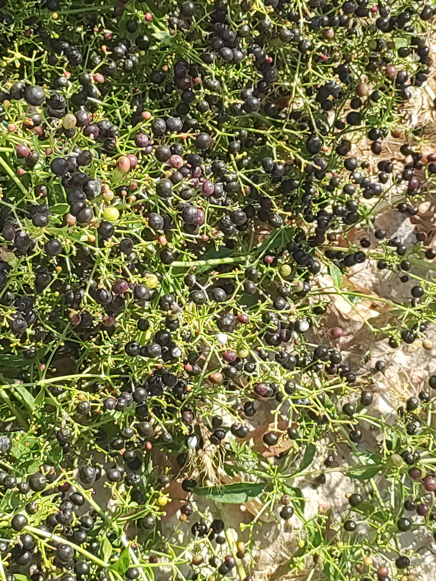 The image shows a close-up, overhead view of a dense, tangled cluster of green vines heavily laden with small, dark berries, interspersed with a few lighter-colored berries and some developing flower buds. The berries are round to oval in shape and appear to be in various stages of ripeness, with some a deep black and others a purplish or reddish hue. The vines are thin and wiry, with numerous thin branches and small, elongated leaves. The background is a blurred, sandy or earthy texture, suggesting the plants are growing in the ground. The lighting indicates it is daytime, with shadows cast by the foliage. The scene is located in the city of Ampudia, Spain.