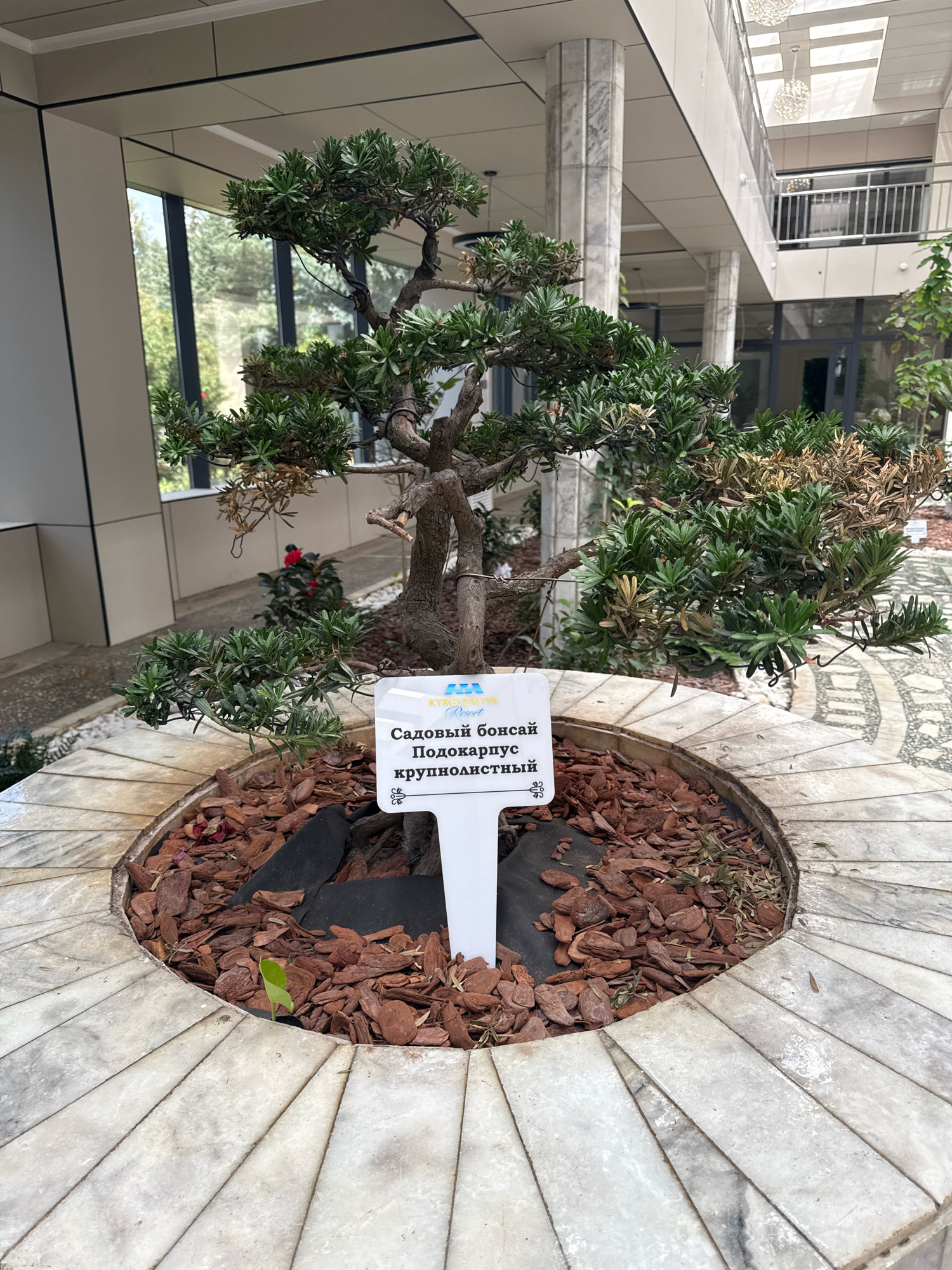 An outdoor photo shows a bonsai tree in a round planter with a white sign. The planter has a tiered stone edge and is filled with bark mulch. The bonsai tree has green and brown leaves and wire wrapped around its branches. The sign is white with a blue logo at the top and Cyrillic text. The background includes modern architecture with glass windows and pillars, and a walkway with decorative paving stones. The location is identified as Bosteri, Kyrgyzstan, at the Issyk-Kul resort.
