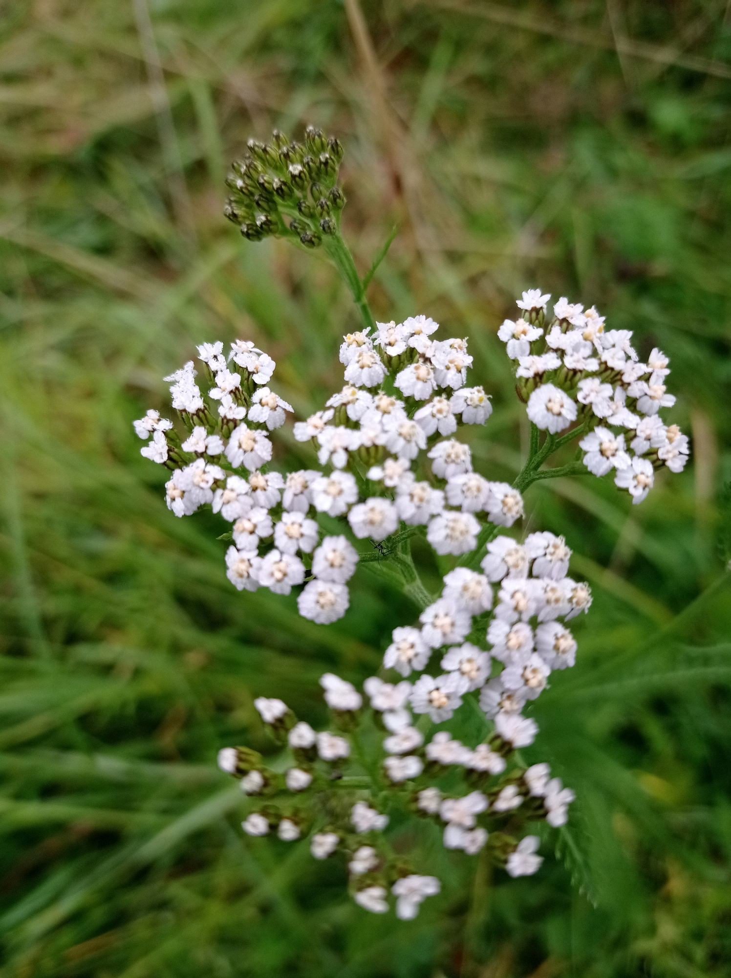 A cluster of small white flowers, likely yarrow, is in focus against a blurred green and brown background of grass and foliage. A few flower buds are visible at the top of the cluster. The image appears to be taken outdoors in a natural setting. No specific location in the city of Degtyarsk, Russia can be determined from the visual information alone.