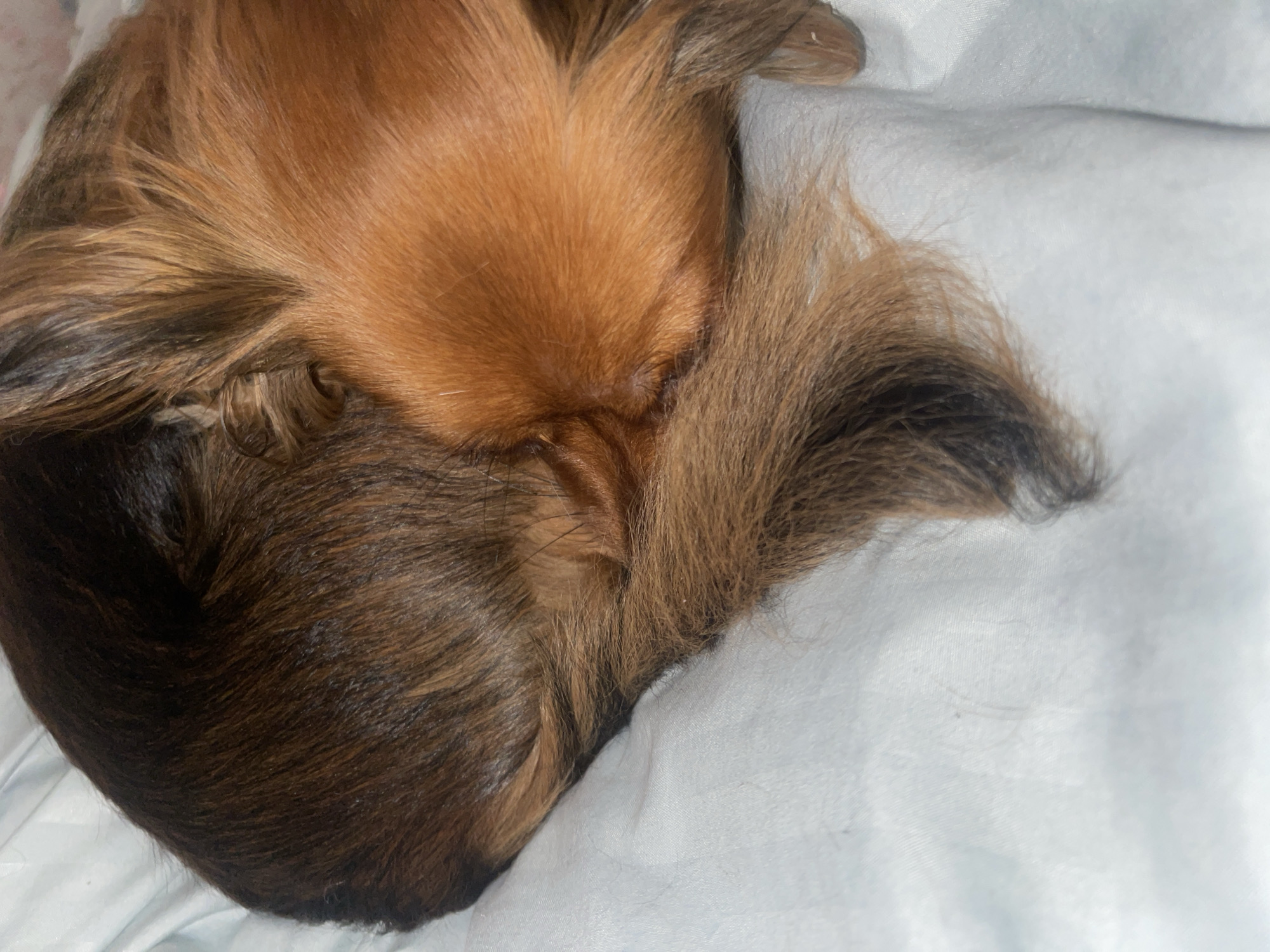 The image shows a close-up of a dog's fur, curled up on a white, textured surface that appears to be fabric, likely bedding. The fur is a mix of dark brown and reddish-brown hues, with individual strands visible, creating a soft, furry texture. The dog's tail is visible, curving around its body. There are no discernible landmarks or environmental features to indicate a specific location in Марковский, Russia or any city. The scene is static and focuses solely on the dog's fur.