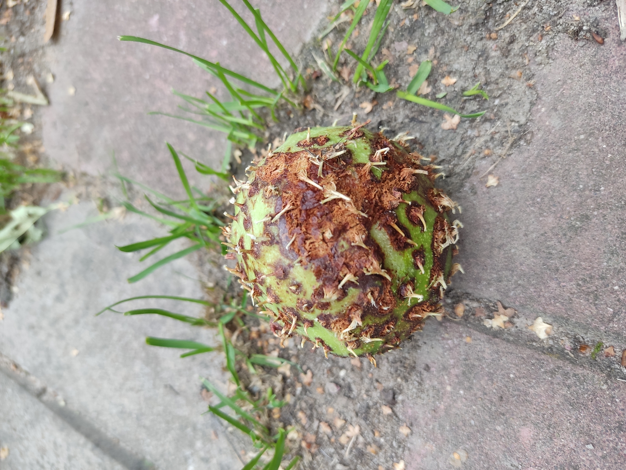 A green, spiky, round object lies on a paved surface with grass growing between the pavers. The object has brown, rough patches and small, white, bristle-like protrusions. The paved surface appears to be a walkway or patio. The environment suggests an outdoor setting. The object is the primary focus of the image. The scene does not contain any people or identifiable structures. There is no indication of the location being Moscow, Russia, or any other specific city.