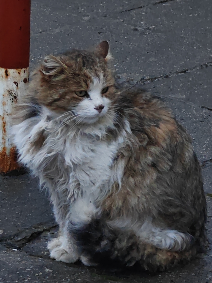 A long-haired, multi-colored domestic cat is depicted sitting on a grey paved surface in Shumen, Bulgaria. The cat exhibits a prominent white chest, chin, and muzzle, with patches of brown, grey, and hints of orange fur across its body. Its right ear is notably bent or folded. The cat's greenish-yellow eyes are directed slightly to the right of the frame. To the left of the cat is a vertical metal pole, red at its upper visible section and heavily rusted white at its lower portion. The paved ground beneath and around the cat shows minor cracks. No other individuals or animals are present in the scene.