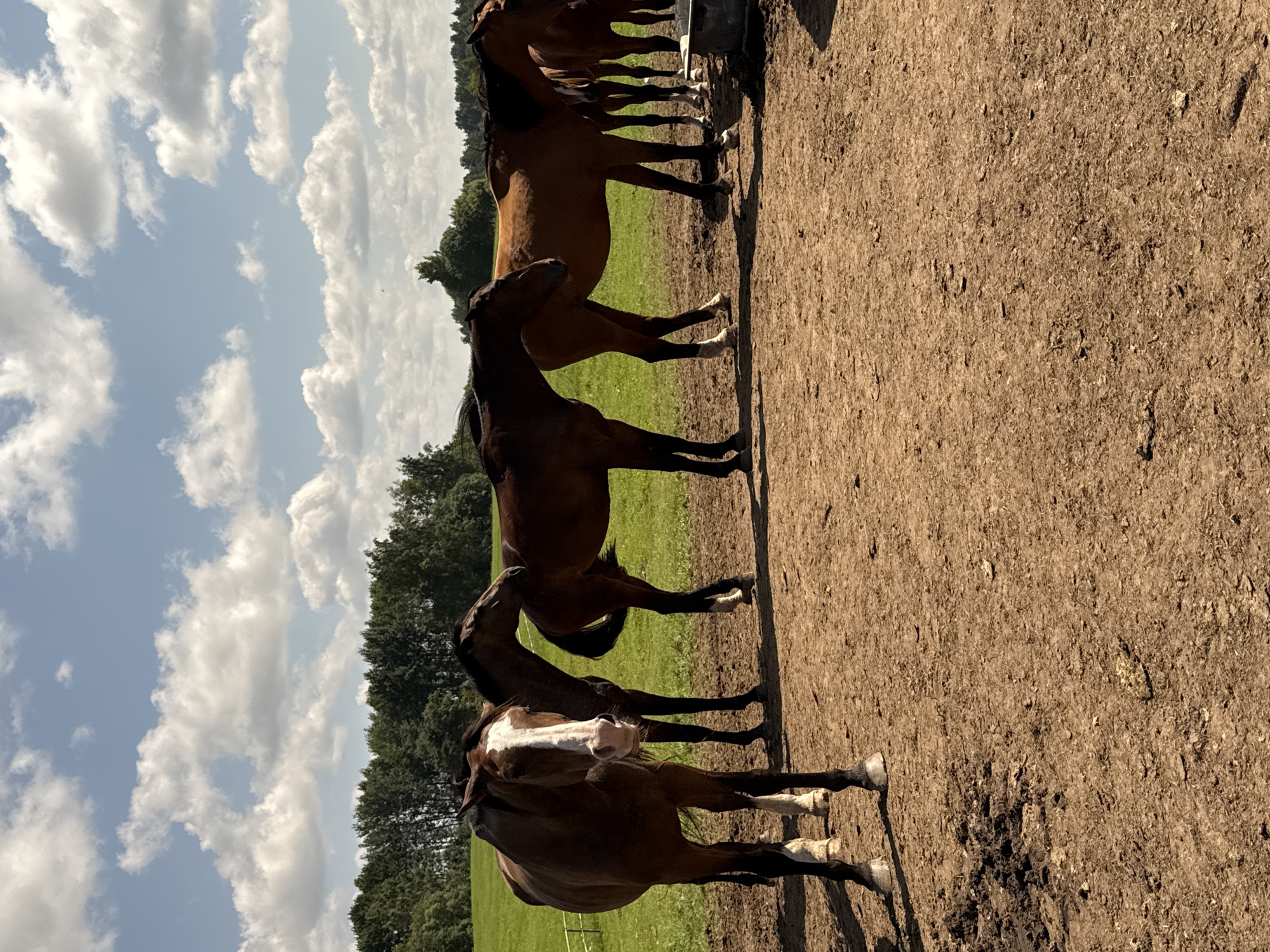 In Galinė, Lithuania, a group of horses stands in a dirt enclosure on a sunny day. The horses are of various brown shades, and most are facing the camera. In the foreground, a bay horse with a white blaze on its face stands prominently, looking directly at the viewer. Behind it, several other horses are positioned, some in profile and others partially obscured. The background features a lush green field bordered by a dense line of trees under a bright blue sky dotted with fluffy white clouds. The ground in the enclosure is dry and dusty, with some patches of mud.