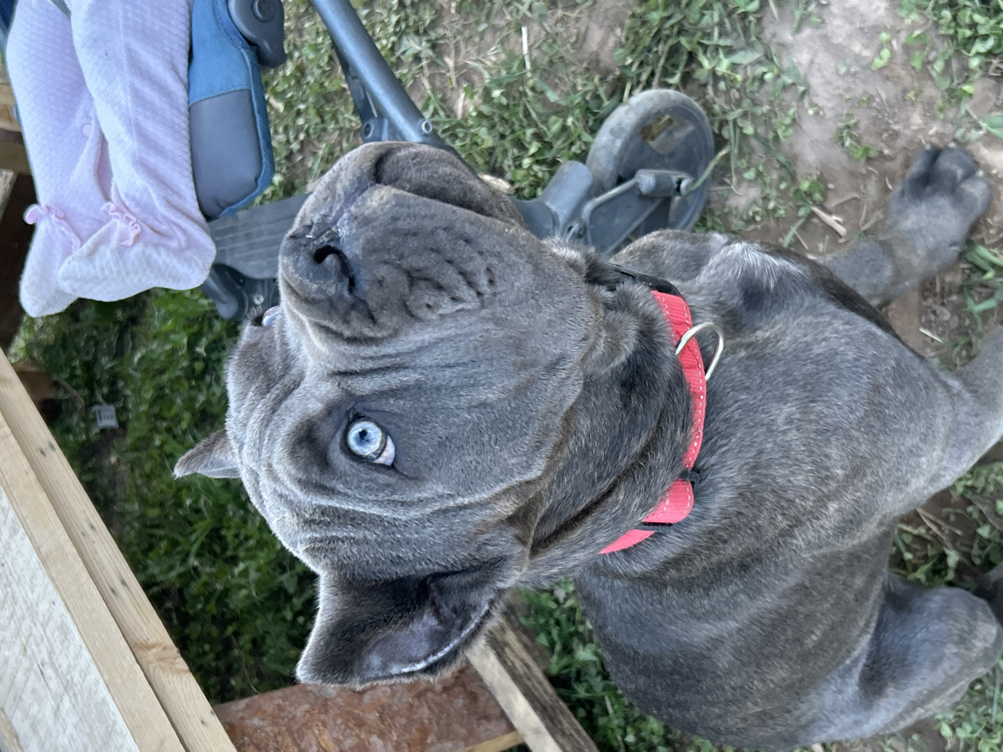 A gray brindle Cane Corso dog with bright blue eyes and a red collar lies on the ground near a wooden structure. Part of a stroller is visible near the dog's head, with baby clothes attached. The dog appears to be outside on grass. The location in the city of Rusalevka, Russia is not identifiable from this image.