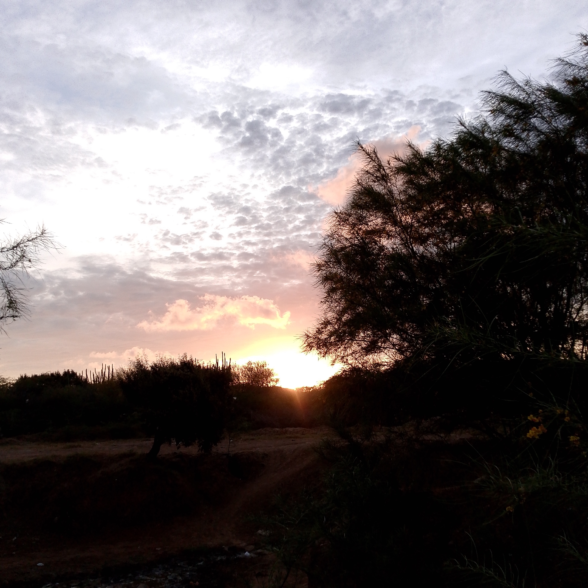 The image depicts a landscape in Altagracia, Venezuela at sunset. The sun is setting on the horizon, casting a bright light through a small opening between the silhouettes of trees and cacti. A large, dark tree dominates the right side of the frame, its branches reaching towards the sky. Other trees and vegetation are silhouetted in the midground. The ground in the foreground is dark and uneven. The sky is filled with clouds, ranging in color from white and gray to pink and orange near the sun.
