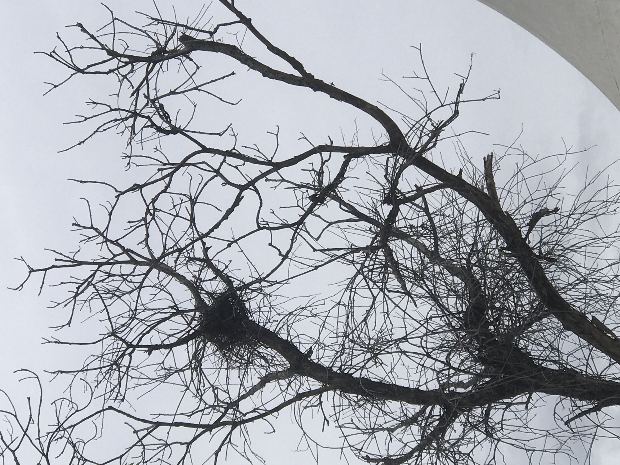 The image depicts a view looking up into the branches of a bare tree against a cloudy sky. A bird's nest is visible in the lower left portion of the frame. The tree branches are thin and intricate. The location is suggested as Cotgapu, Indonesia.