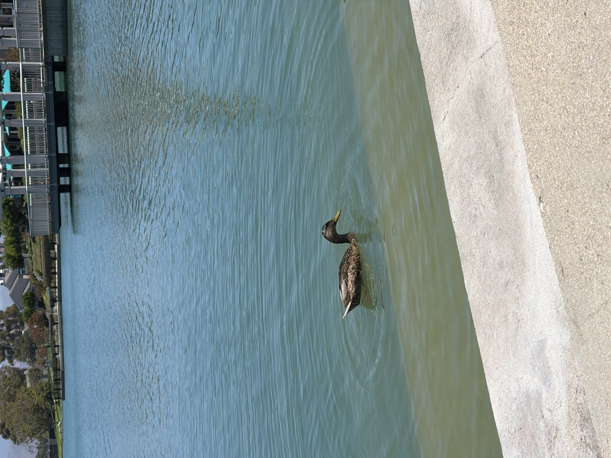 The image captures a serene outdoor scene at William R. Mason Regional Park in Irvine, California. A solitary mallard duck glides gracefully across the calm, blue waters of the park's lake. The duck, with its characteristic mottled brown plumage and a slight sheen on its head, is positioned in the middle ground of the frame. The water exhibits gentle ripples, suggesting a light breeze. In the background, a picturesque wooden pier extends into the lake, with a white railing and what appear to be teal-colored awnings or umbrellas visible atop the structure. Beyond the pier, lush green trees and residential buildings line the shore, nestled against a backdrop of distant hills. The foreground of the image is dominated by a textured concrete embankment, with a lighter, granular surface leading away from the water. The lighting suggests a bright, sunny day.