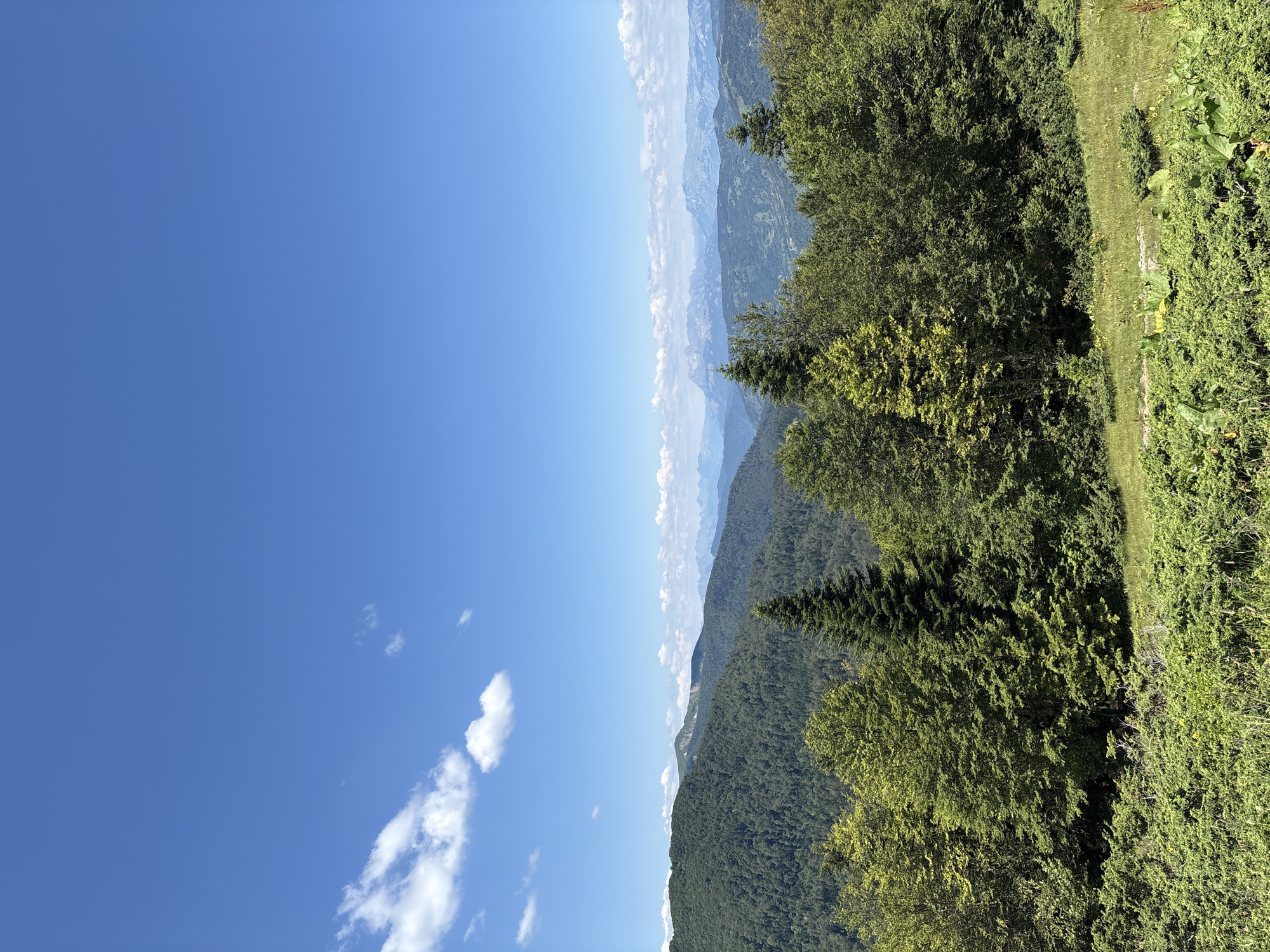 This is a landscape photograph taken from a vantage point overlooking a valley and distant mountains. The sky is a clear, bright blue with a few scattered white clouds in the upper left quadrant. The foreground features a dense area of green foliage, including bushes and grasses, with some taller trees interspersed. Beyond this, rolling hills covered in lush green trees dominate the middle ground, with a prominent evergreen tree standing tall in the center foreground. In the distance, layers of hazy blue mountains recede towards the horizon. The scene appears to be a natural, mountainous environment, likely in a rural or wilderness area.