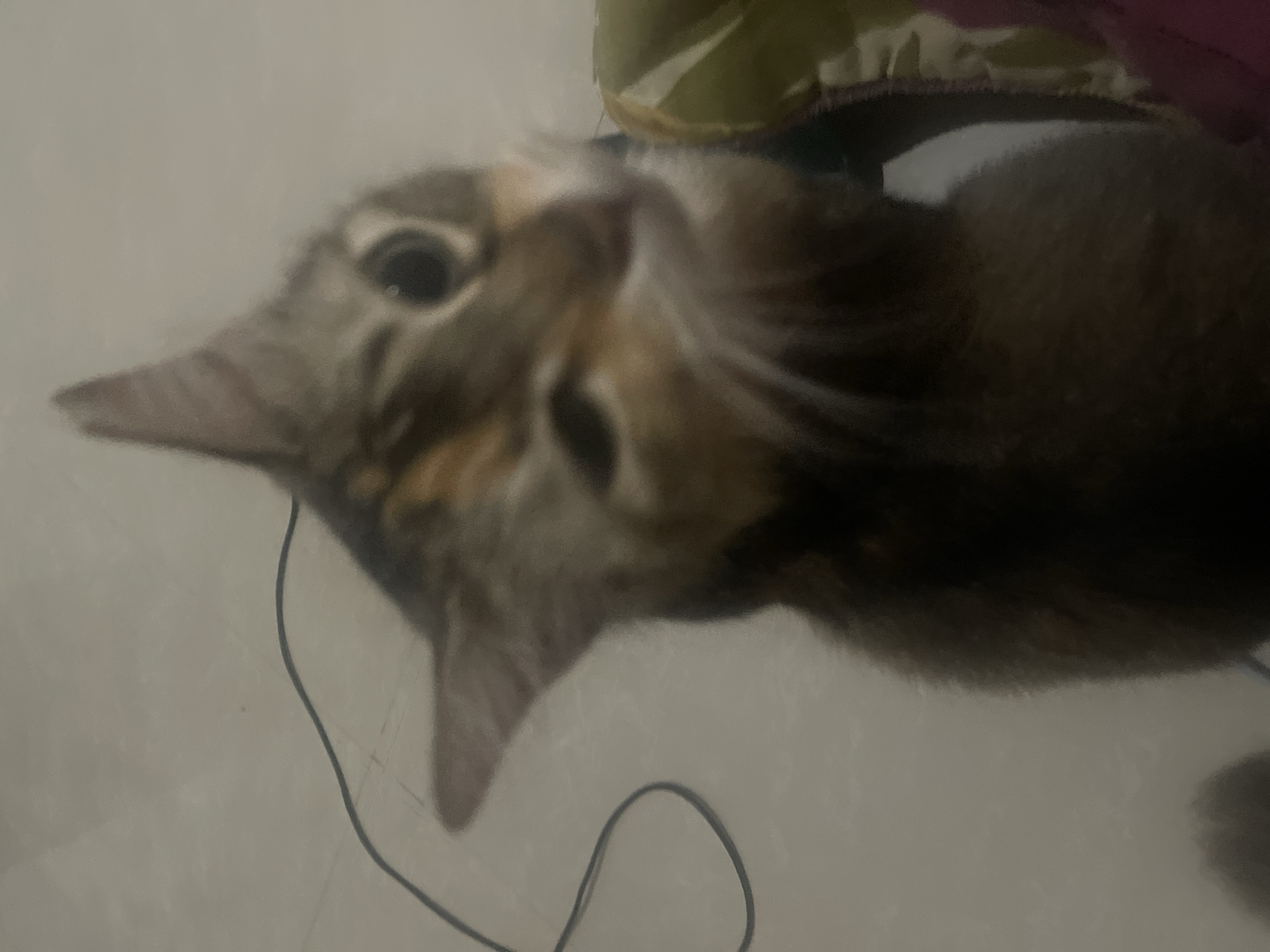 The image is a close-up, slightly blurry shot of a cat with tabby markings. The cat is looking directly at the camera with its head tilted. One eye appears slightly more open than the other. A dark wire snakes across the background. To the right of the cat, a portion of a light green object with some white stripes is visible, possibly a piece of furniture or a toy. The background is a light, neutral color, likely a wall or floor.