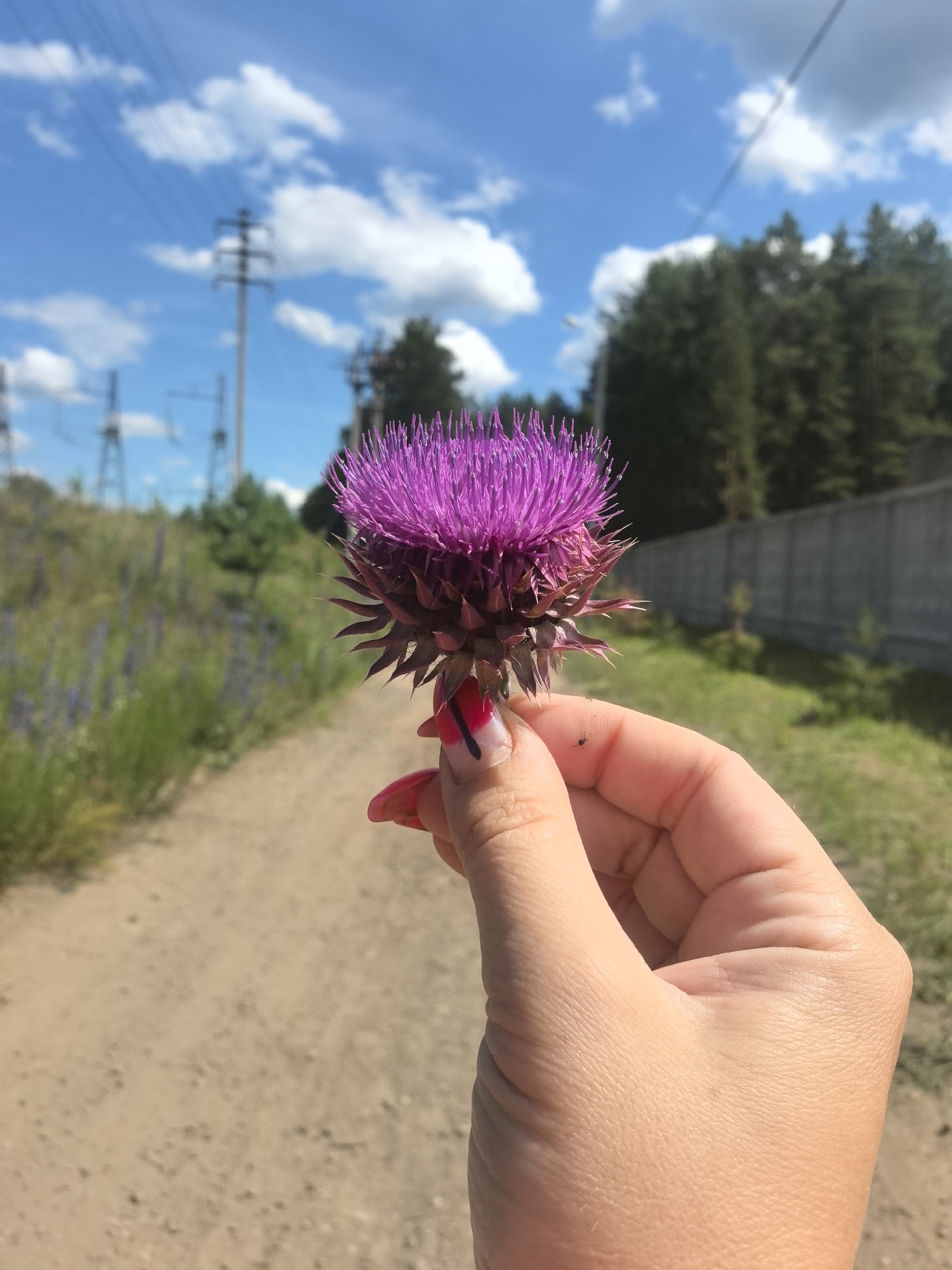 A close-up, eye-level shot shows a person's hand holding a vibrant purple thistle flower. The hand, with bright red nail polish on its fingernails, gently cradles the spiky bloom. The background is a sunlit, outdoor scene with a dirt path leading away into the distance. To the left of the path, a field of purple wildflowers or lupine stretches out, creating a sense of natural beauty. In the mid-ground, a line of dark green trees forms a dense forest, and a light-colored concrete fence runs parallel to it. The sky above is a bright blue, dotted with fluffy white clouds, suggesting a pleasant day. Power lines and utility poles are visible against the sky, indicating the presence of infrastructure in the area. The overall mood is peaceful and serene, capturing a moment of connection with nature on a warm, sunny day in Noviy, Russia.
