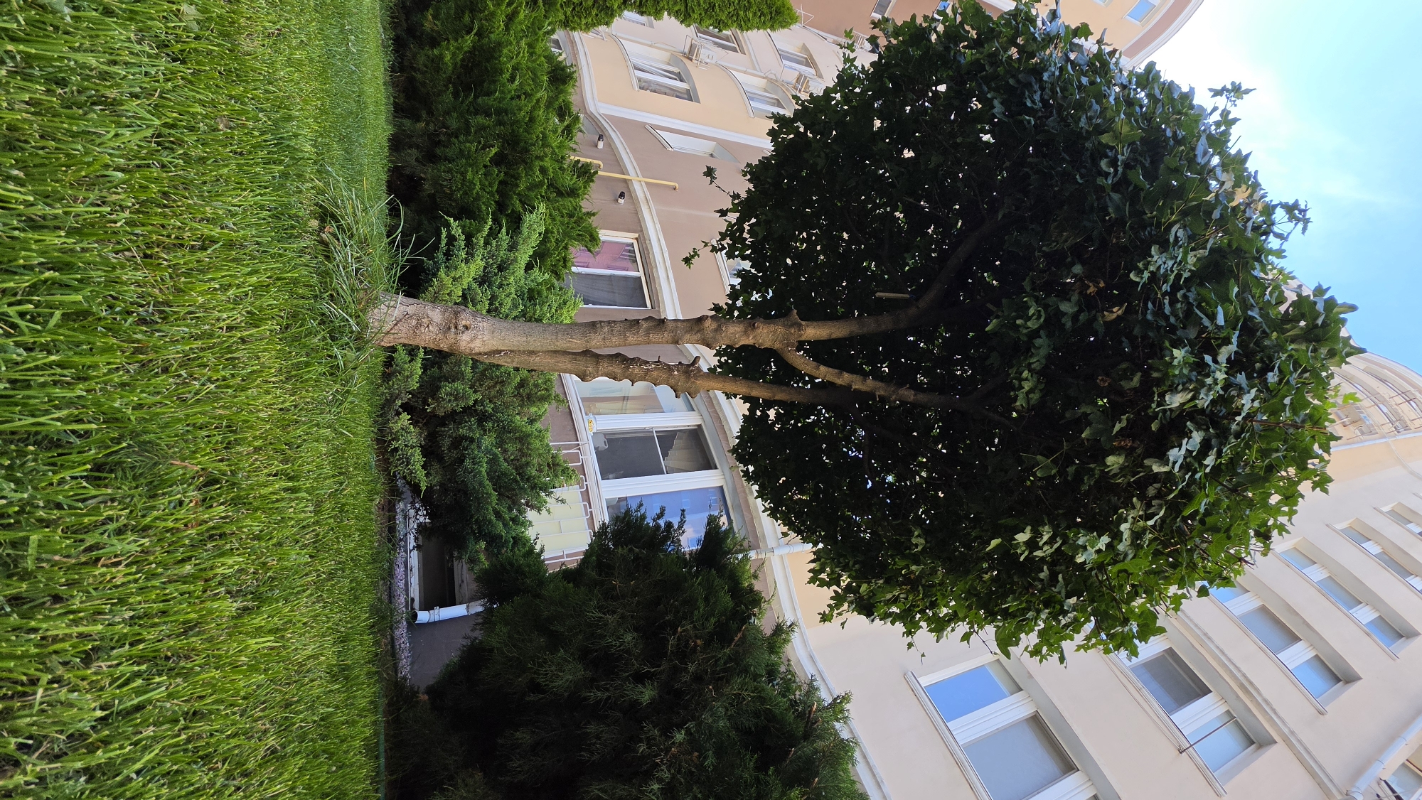 In an urban setting, a well-maintained green lawn dominates the foreground of the image, with a close-up perspective on the freshly cut grass. A rounded, leafy tree with a thick, textured trunk stands centrally, its branches extending upwards and outwards, creating a full canopy of green. Behind the tree, a multi-story building with a light-colored facade and numerous windows is visible, its curved architecture suggesting a modern design. The windows are uniformly rectangular, some with white frames, and appear to be tinted or reflecting the sky. Several dense evergreen shrubs are strategically placed around the base of the building and in front of it, providing a contrast in texture and color to the lawn and tree. The sky above is a clear, bright blue with subtle cloud wisps. The lighting suggests it is daytime, with sunlight illuminating the scene. The image is captured from a low angle, emphasizing the scale of the tree and building. There are no people or animals present in the frame.