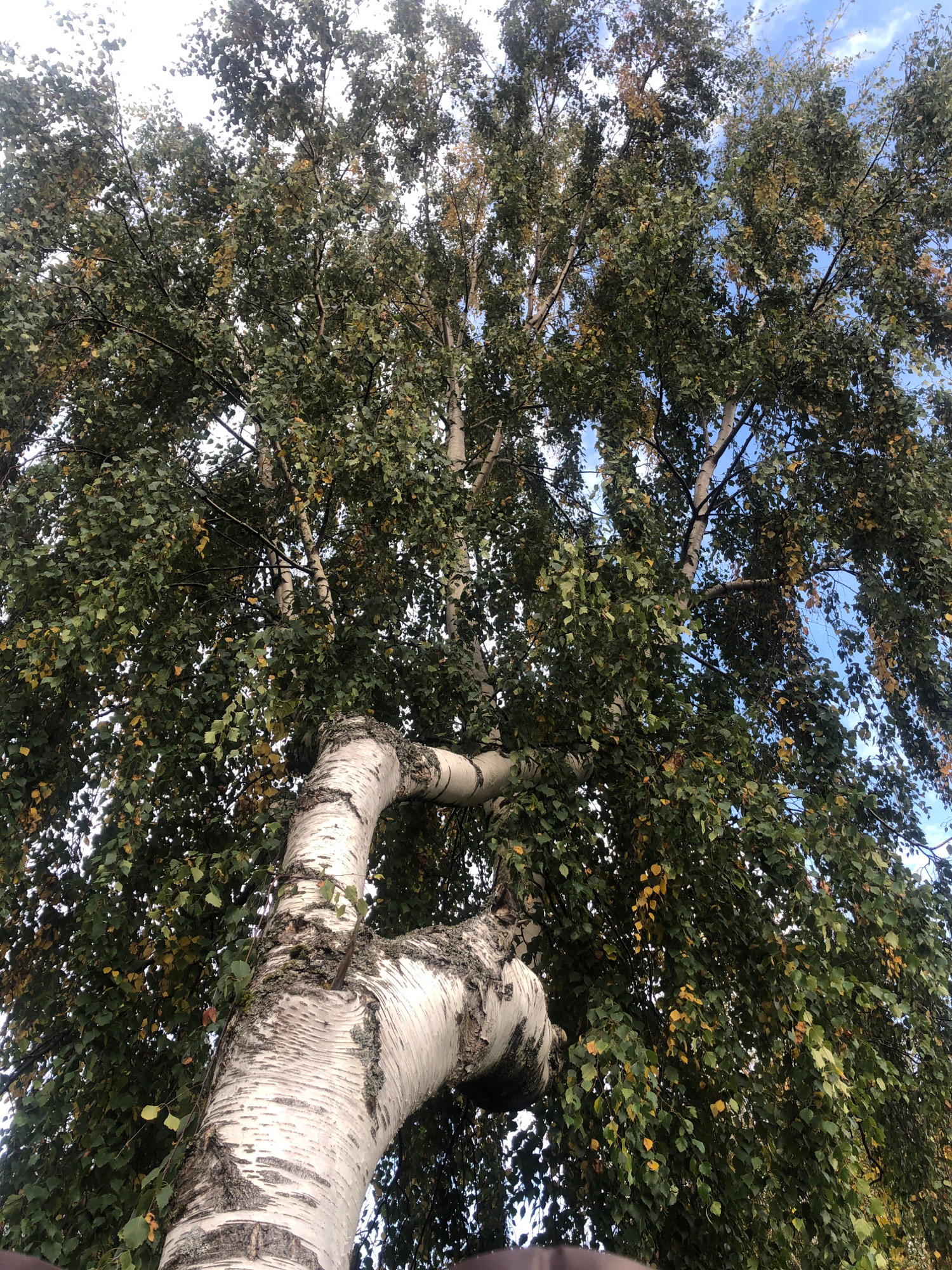 A low-angle shot captures the canopy of a birch tree against a partly cloudy sky. The tree's distinctive white bark, marked with dark horizontal lines, is visible on a thick, arching branch in the foreground. Numerous green and some yellowing leaves fill the frame, suggesting a late summer or early autumn setting. The location is specified as Нева-2 Снт, Russia. No people or actions are depicted.