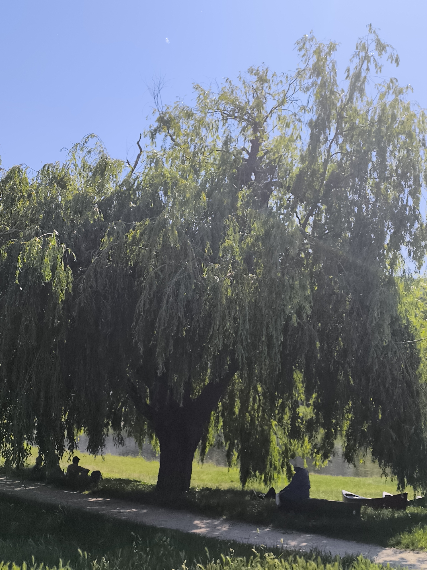 The photograph captures a sunny scene in Saint-Pierre-de-Bœuf, France, featuring a large willow tree with its characteristic drooping branches. Under the shade of the tree, people are resting and enjoying the weather. One person is seated on the ground, while another is seated on a bench next to a partially visible boat. A path runs along the edge of the tree, separating the grassy area from a grassy patch in the foreground. The sky is clear blue.