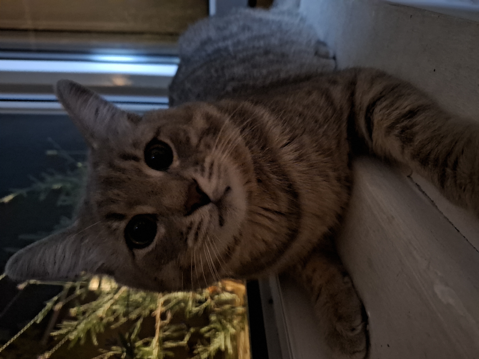 A tabby cat with large, dark eyes and pointed ears is lying on a light-colored surface, likely a windowsill, in a dimly lit indoor environment. The cat is facing forward, with its paws tucked underneath its body. To the left of the cat, out of focus, are green branches or foliage, possibly from a plant or tree visible through a window. To the right, vertical blinds or a window frame with subtle light reflections are visible. The overall setting suggests a quiet, possibly nocturnal scene, with the cat appearing relaxed and observant. This scene could be located in Zemun Urban Municipality, Serbia.