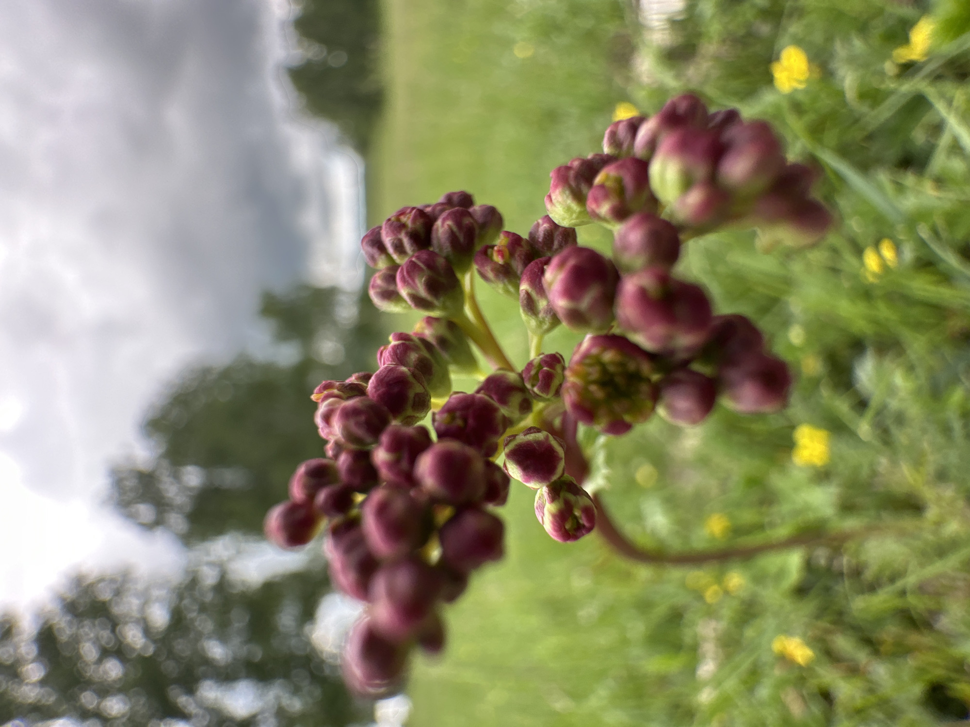 A close-up, low-angle shot focuses on a cluster of deep pink buds on a stem, which is slightly to the left of the frame. The buds are tightly packed and some have hints of green at their tips. The background is blurred, showing a grassy field dotted with small yellow wildflowers. In the further distance, out-of-focus trees are visible against a cloudy, overcast sky. The overall scene suggests an outdoor natural setting, possibly a meadow or field in Abzakovo, Russia.