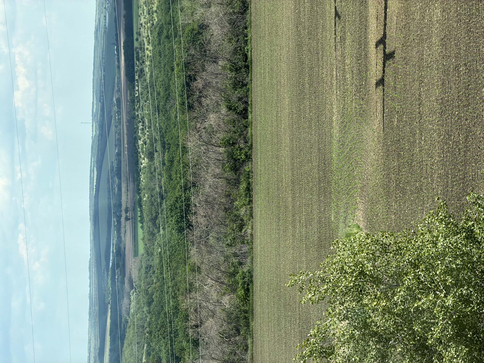 The image shows a rural landscape with rolling hills and agricultural fields under a partly cloudy sky. In the foreground, there is a field with young green crops, possibly corn or wheat, stretching into the distance. To the left, a large deciduous tree with green leaves partially obscures the view of the field. Further back, a line of bare, skeletal trees stands in contrast to a dense green forest beyond them. In the far distance, the landscape features more fields, hills, and a small body of water. A few power lines are visible across the image, stretching from the left to the right. There are no people or animals present in the scene, and no specific actions or interactions are depicted. The overall impression is one of a serene, agricultural countryside. The location of Kudinovka, Russia, is not visually identifiable from the image itself, as there are no landmarks or specific features that would confirm this location.