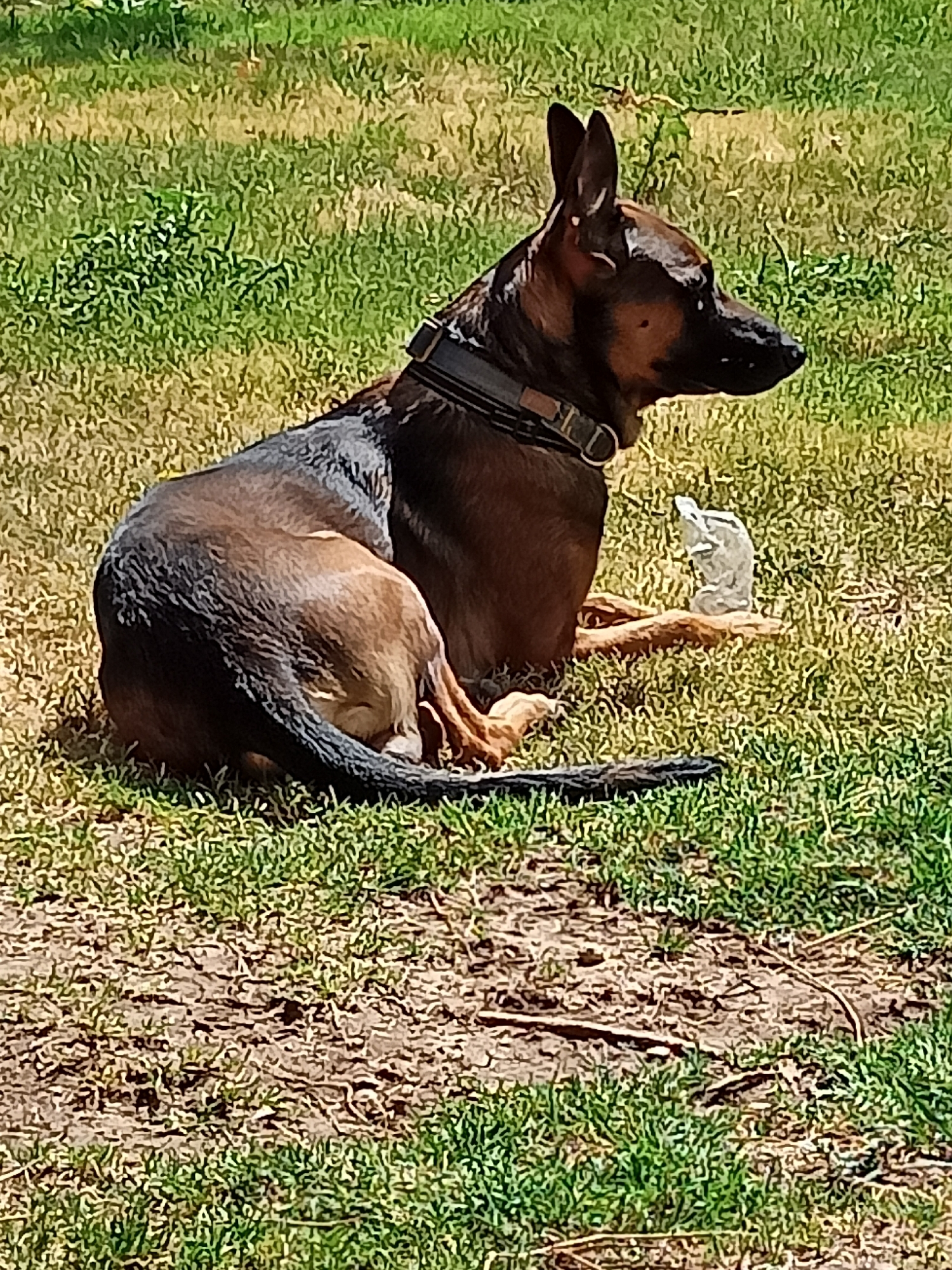 A German Shepherd is lying on its side in a grassy area, with its head turned to the right. The dog is wearing a black collar with a silver buckle. There is a small, light-colored object, possibly a piece of plastic or a toy, lying on a stick behind the dog. The ground is covered in dry grass and patches of bare dirt. The background consists of more grass, with some shadows indicating sunlight. The location is an outdoor setting, likely a park or backyard. The image does not provide specific geographical details to pinpoint it to Amarillo, United States of America.