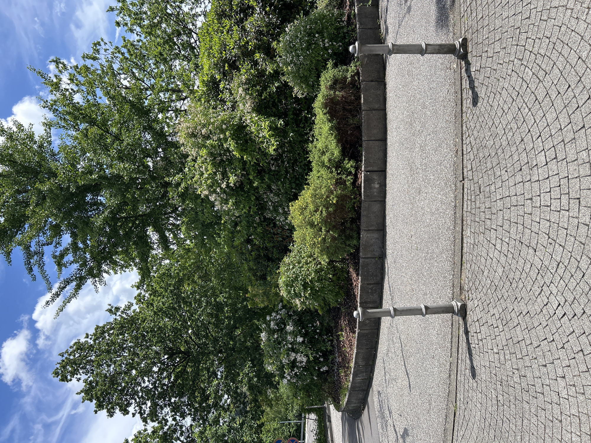 The image displays an outdoor scene in Gummersbach, Germany, under a bright blue sky featuring scattered white cumulus and wispy cirrus clouds. The upper half of the frame is dominated by the lush green canopy of several large deciduous trees.
In the mid-ground, a semi-circular island of cultivated vegetation is prominent. This island is contained by a low curb constructed from rectangular concrete blocks and contains various shrubs and bushes. Several bushes are adorned with clusters of small white flowers, while others present varying shades of green foliage. The ground within the planted area is covered with dark bark mulch.
To the left of the green island, a paved road, likely asphalt, curves out of view. In the far left background, partially obscured by trees, two circular traffic signs are visible: one with a red and white motif, and another blue sign.
The foreground features a light grey cobblestone pavement laid in a distinct fan-shaped pattern, transitioning to a speckled light grey asphalt surface. Two grey metal bollards, each with a fluted design, are positioned vertically in the foreground, one on either side of the fan-paved area, casting discernible shadows to their right. The entire scene is illuminated by direct sunlight, casting sharp shadows from the bollards and foliage. No individuals or active subjects are present.