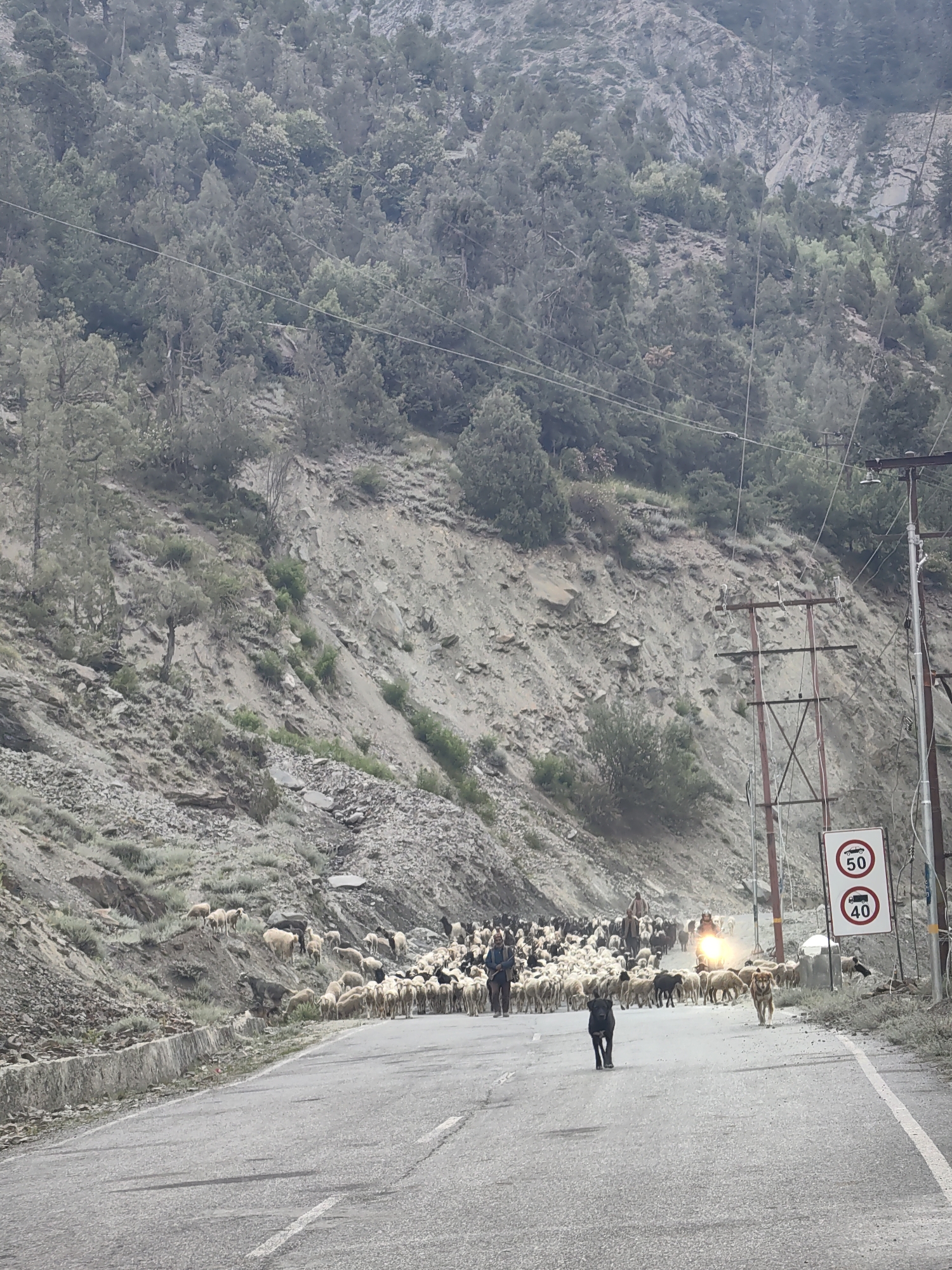 The image depicts a rural mountainous road in Kishorl, India, where a large flock of sheep and goats are being herded. Two dogs are visible on the road, one black in the foreground and another tan to the right. Several people are present, guiding the animals, with at least two individuals on horseback or a similar animal, and others walking among the flock. A motorcycle with its headlight on is approaching from the distance, illuminating the road and some of the animals. Traffic signs indicating speed limits of 50 and 40 are visible on a utility pole to the right. The environment is characterized by a steep, rocky mountainside covered in sparse vegetation and trees, with a paved road running through it. The sky appears overcast.