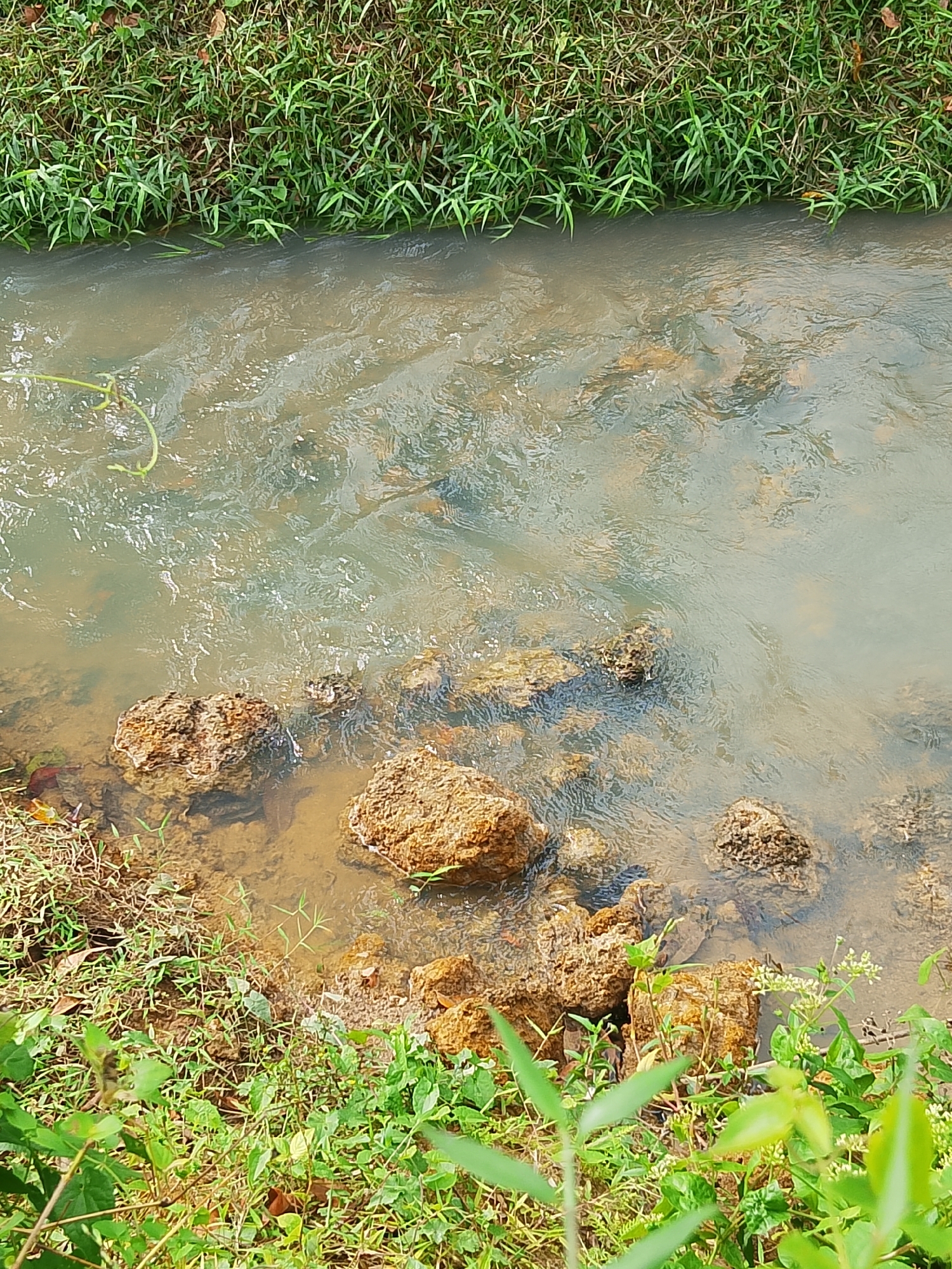 The image depicts a narrow stream flowing through a natural environment. The water is murky brown and appears to be shallow, with rocks and sediment visible on the streambed. The banks of the stream are lined with lush green grass and some foliage. There are several rocks of varying sizes scattered along the edge of the water. The scene suggests a rural or undeveloped area, possibly a park or a natural reserve. No people are visible in the image, and no specific landmarks are identifiable. The overall impression is one of a tranquil, natural setting.