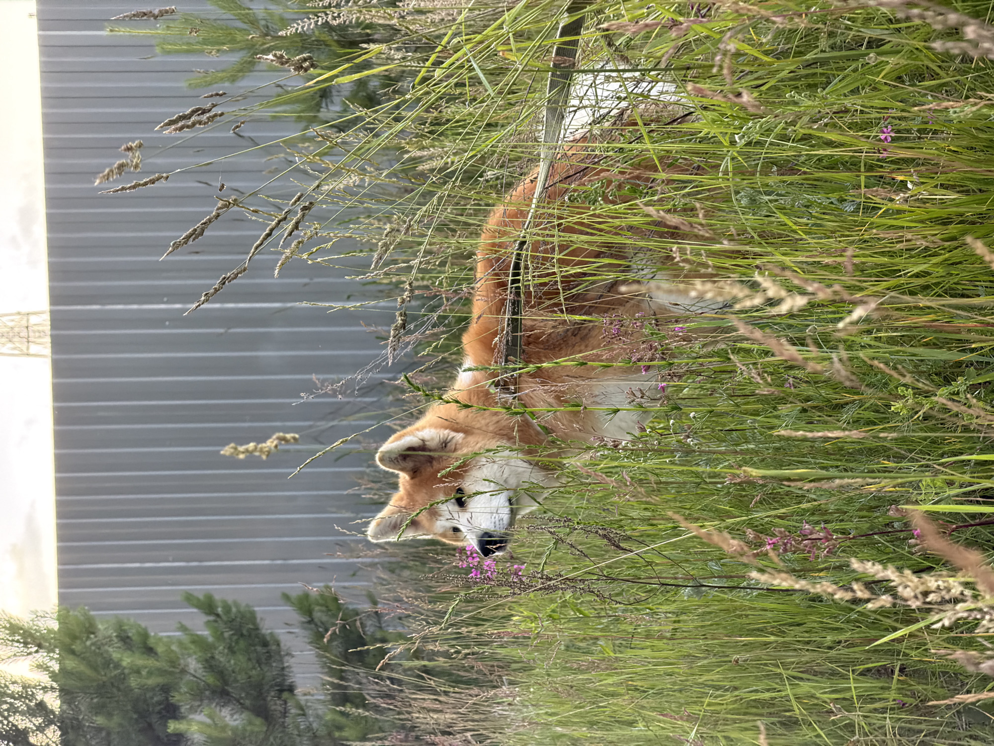 An adult Akita dog with orange and white fur stands in tall green grass with scattered pink wildflowers. The dog is facing to the left and looking into the grass. A thin dark leash is visible around the dog's neck and extending to the right. Behind the dog and grass, a tall, grey corrugated metal fence runs horizontally across the background. To the left of the fence, a dark green pine tree is partially visible. The sky above the fence is bright and overcast. The scene appears to be an outdoor, undeveloped area on the outskirts of Chaikovsky, Russia, possibly a field or a vacant lot adjacent to a fenced property.