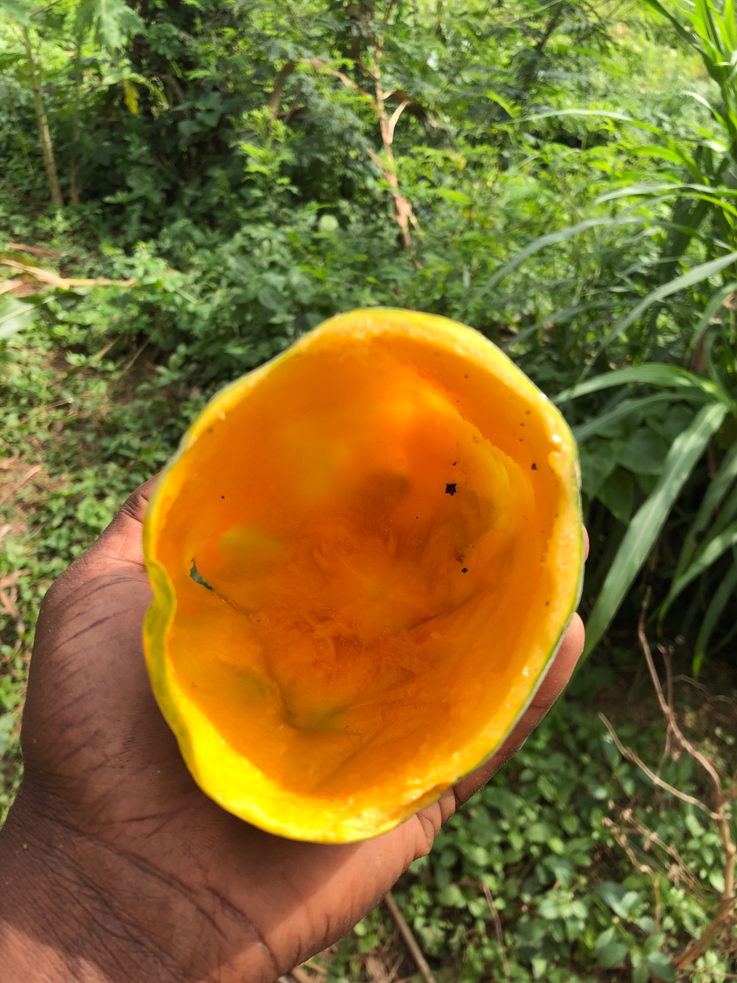 A hand with dark skin holds a halved papaya, its vibrant orange flesh facing the viewer. The papaya has a thick, yellow rind. The background is a lush, green environment with dense foliage and trees, suggesting a tropical or subtropical setting. The lighting appears natural, indicating daytime, with soft shadows. The overall scene conveys a sense of freshness and the bounty of nature, with the focus on the ripe fruit. The image was taken in Iju, Nigeria.