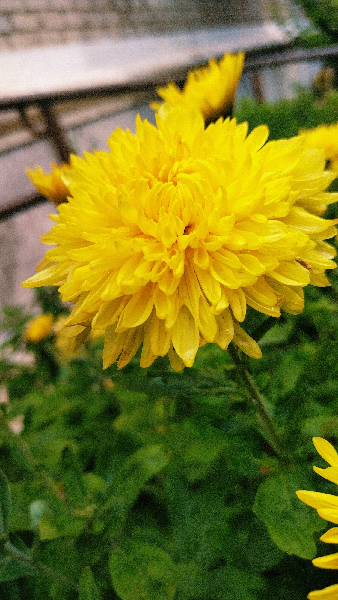 A close-up, eye-level shot captures a bright yellow chrysanthemum in full bloom, its dense petals creating a textured, spherical shape. The flower is the central subject, positioned slightly to the left of the frame, with its stem extending downwards. Behind the main flower, other yellow blooms and blurred green foliage create a soft, out-of-focus background. The upper portion of the image reveals a blurry, light-colored, textured surface, possibly a wall or railing, with some darker linear elements suggesting a structure. The lighting appears to be natural daylight, casting subtle shadows and highlighting the delicate details of the petals, some of which show faint water droplets. The overall impression is one of natural beauty and vibrant color. There is no indication of the specific location within Horishni Plavni, Ukraine, as the image is solely focused on the flora and immediate surroundings.