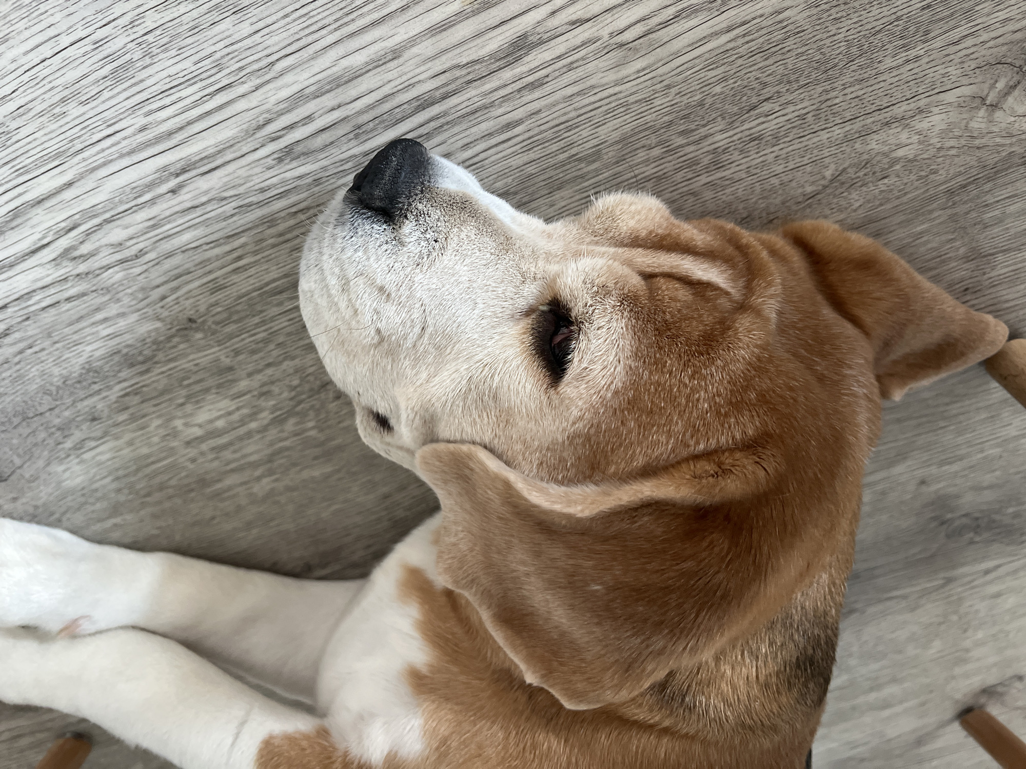 A tan and white beagle lies on a light gray wood floor. The dog is lying on its side, with its head tilted upwards. Its eyes are closed, and its paws are crossed. The location is not specified, nor is it necessarily in Pervomaysky, Russia.