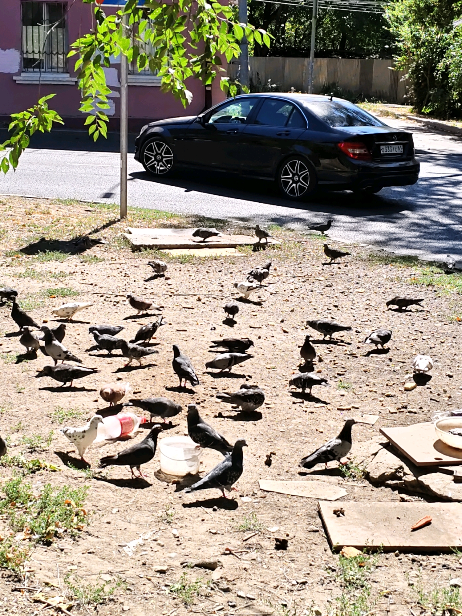 In Rostov-on-Don, Russia, a flock of pigeons gathers on a dusty, sun-drenched patch of ground near a street. A dark sedan is parked on the asphalt road. A pink building with barred windows stands to the left. The ground is scattered with debris, including a plastic bottle and a white bucket. Several pigeons are actively pecking at the ground, while others stand or move around.