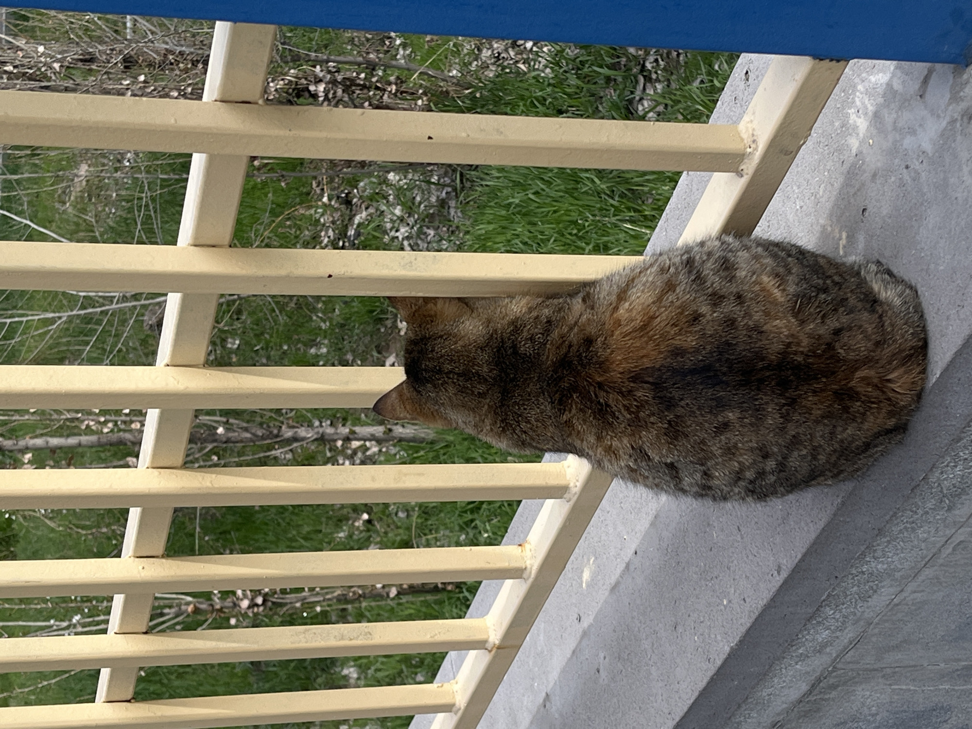 A top-down shot shows a brown, tabby cat resting on a grey ledge behind a pale yellow railing. The railing has multiple horizontal bars. Behind the railing, grass and leafless trees are visible. Above the railing is a blue surface, partially in view. The location is Yerevan, Armenia.