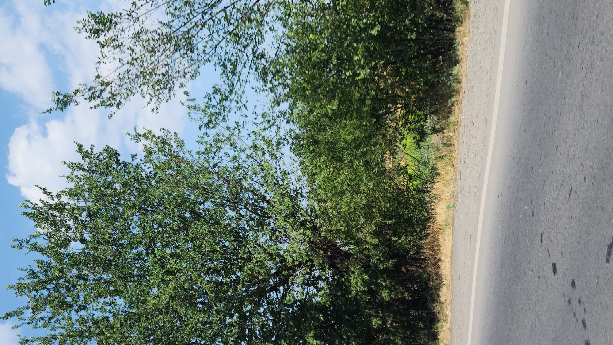 The image depicts a roadside scene on a sunny day in Arshaluys, Armenia. The foreground is dominated by a section of asphalt road with a white line marking its edge. The road surface shows some dark marks and is slightly textured. Beyond the road, a strip of dry grass and low vegetation runs along the base of a dense line of green trees and bushes. In the background, the sky is blue with scattered white clouds, and the tops of two large trees with lush green foliage are visible against the sky. The overall impression is one of a rural or semi-rural environment with abundant greenery.