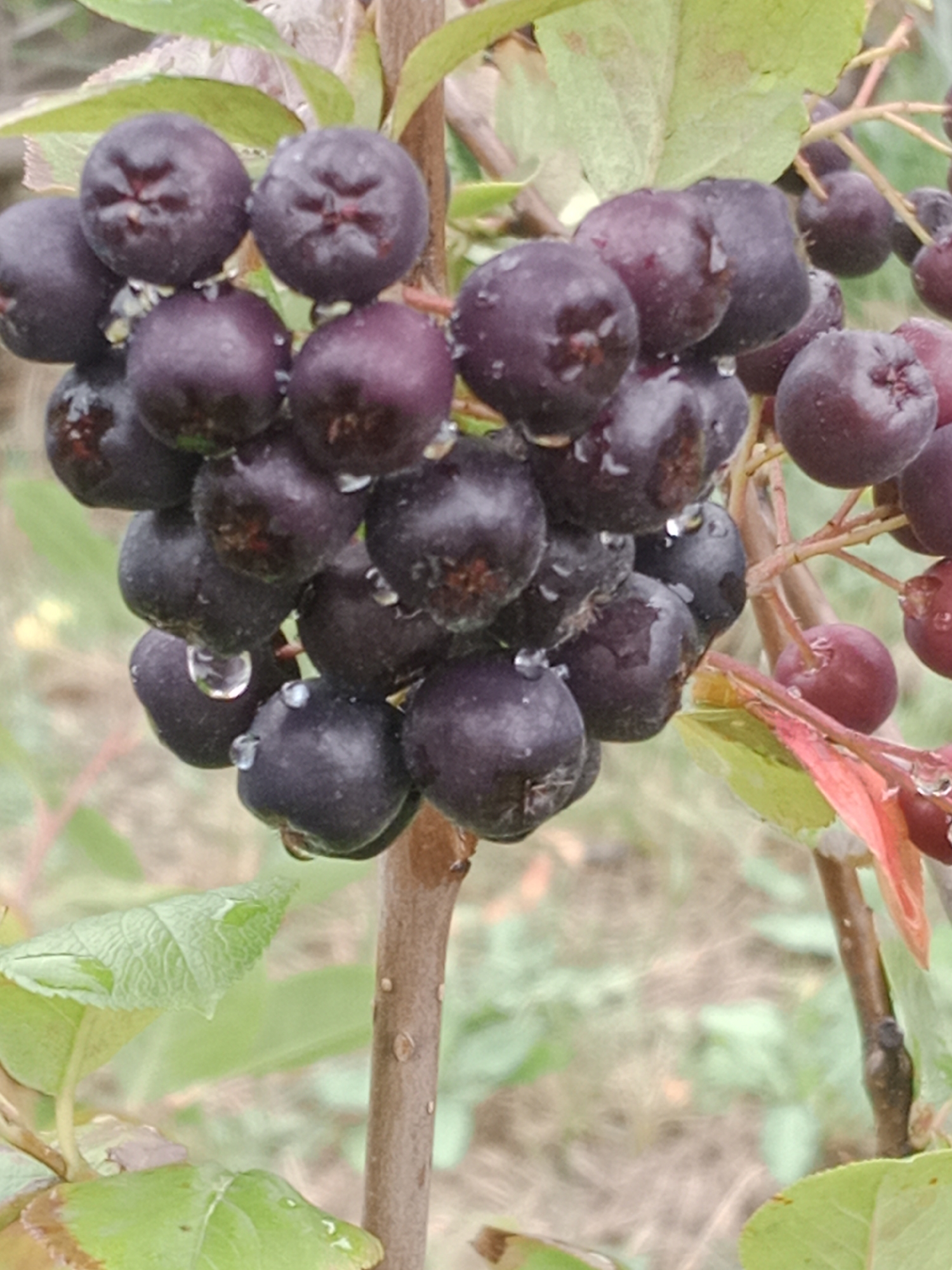 A close-up, vertical shot focuses on a cluster of dark purple berries, possibly chokeberries, growing on a thin, woody branch. The berries are round to slightly oval and appear slightly wrinkled. Some of them have small water droplets clinging to their surfaces, indicating recent rain or dew. The berries are densely packed, forming a tight bunch. A few green leaves are visible, some slightly out of focus, with one showing a reddish-brown edge. The background is a soft blur of green and brown, suggesting foliage and possibly soil or ground cover. The overall impression is of a natural outdoor setting, likely a garden or park in Bydgoszcz, Poland. There are no people or animals present in the image, and no explicit actions or interactions are depicted. The lighting appears to be natural daylight, and the focus is sharp on the berries and the immediate branch.