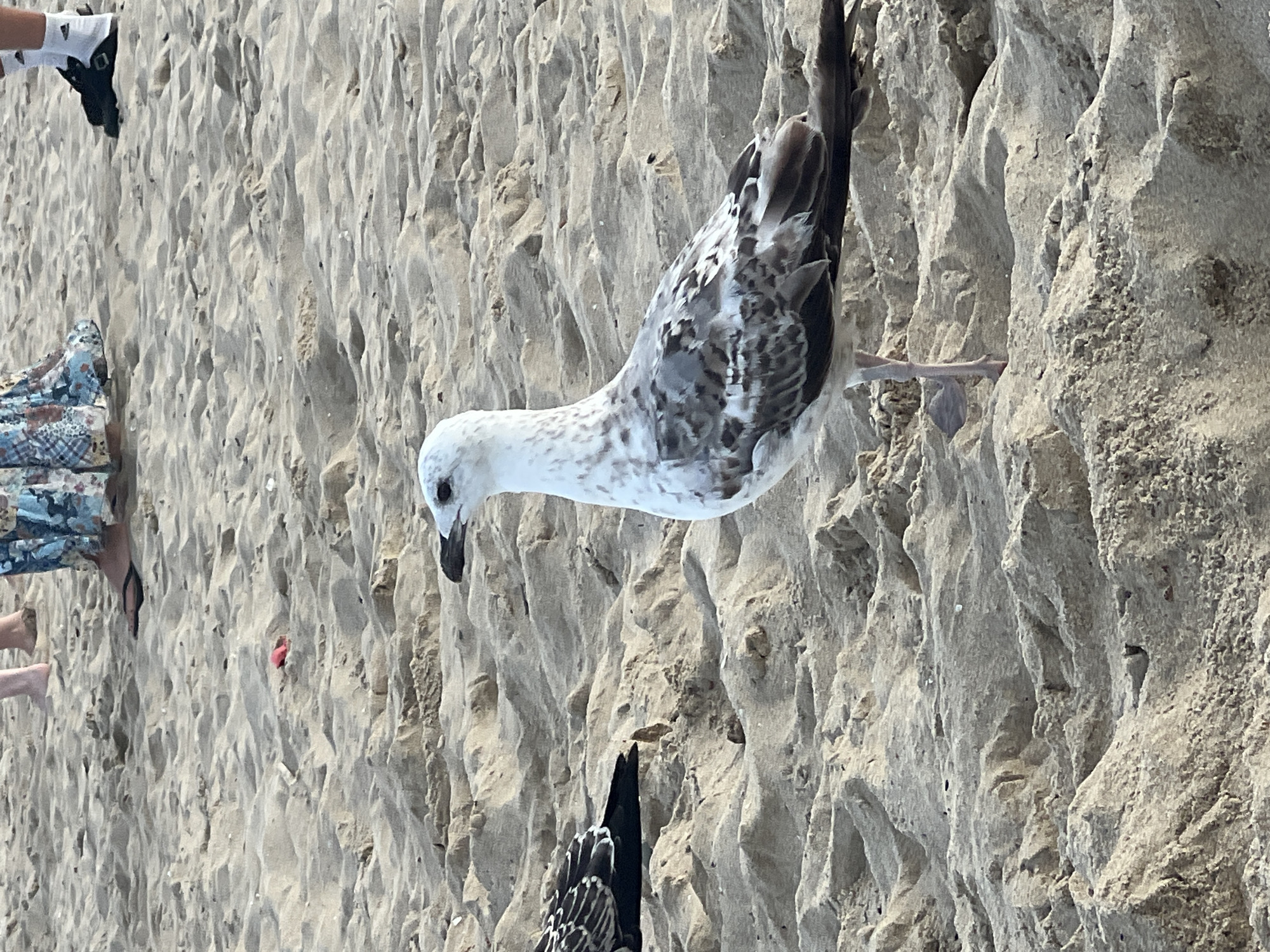 A seagull stands on a sandy beach in Nesebar, Bulgaria. The seagull is facing to the left, with its head turned slightly upwards. Its plumage is white and gray, with some darker markings on its wings. In the background, the legs of several people are visible, as well as a portion of a patterned dress and black sandals with white socks. The sand is light brown and appears textured with small ripples and indentations. There is a small red object partially visible in the sand to the left of the main seagull.