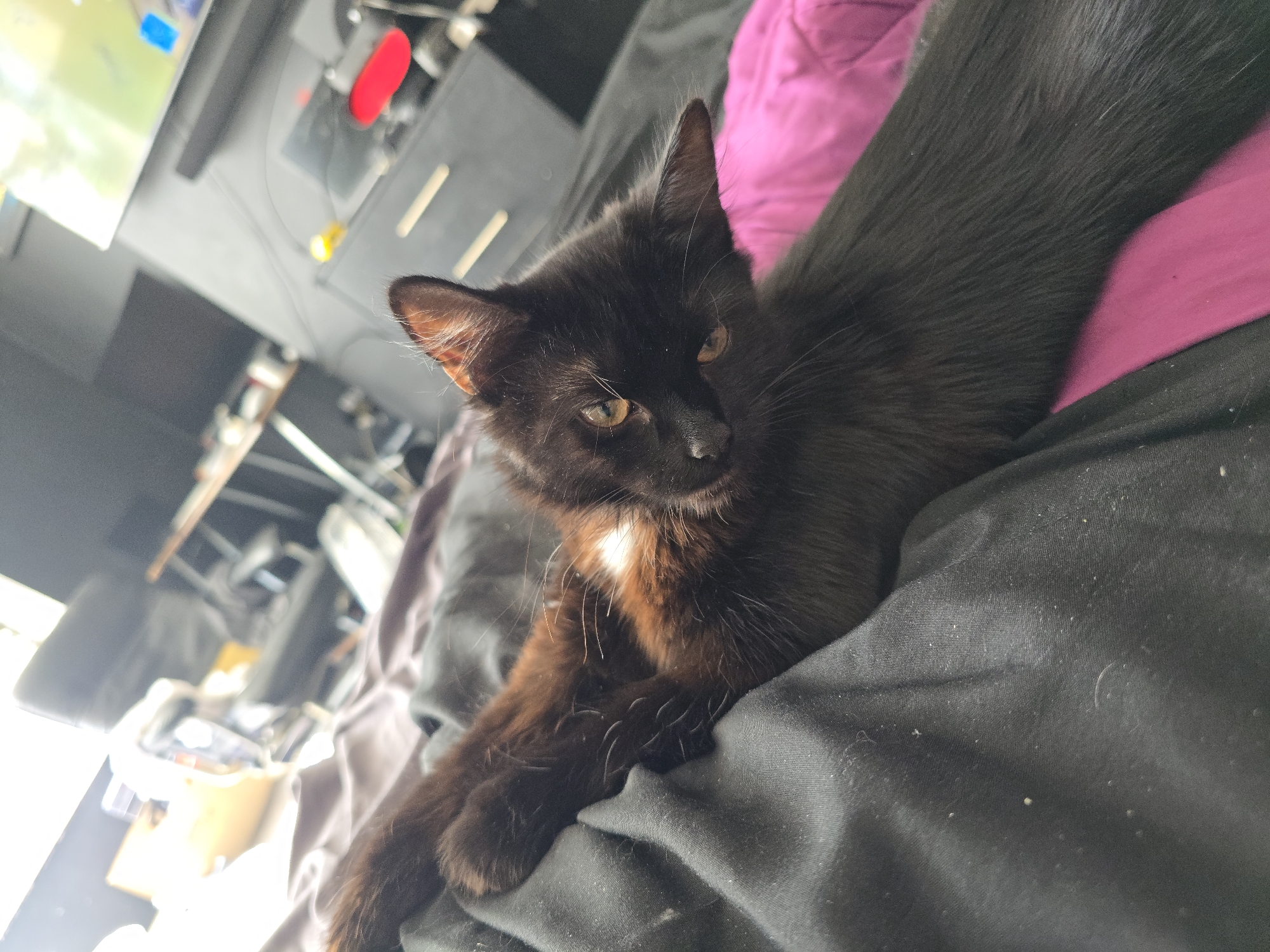 A close-up, eye-level shot focuses on a young, black cat with a small white patch on its chest, lying on a bed. The cat is positioned in the center of the frame, with its head turned slightly to the right, looking towards the camera. Its eyes are open and amber-colored, and its ears are perked up. The cat's front paws are extended, resting on a black fabric that covers the bed. A portion of the cat's back and tail is visible, resting on a bright pink fabric underneath the black. The background is blurred, showing hints of furniture, including a dresser and a television, as well as what appears to be a window with bright light coming through. The overall lighting is dim, with a strong light source from the upper left. The scene appears to be indoors, likely a bedroom. There are no people visible in the image.