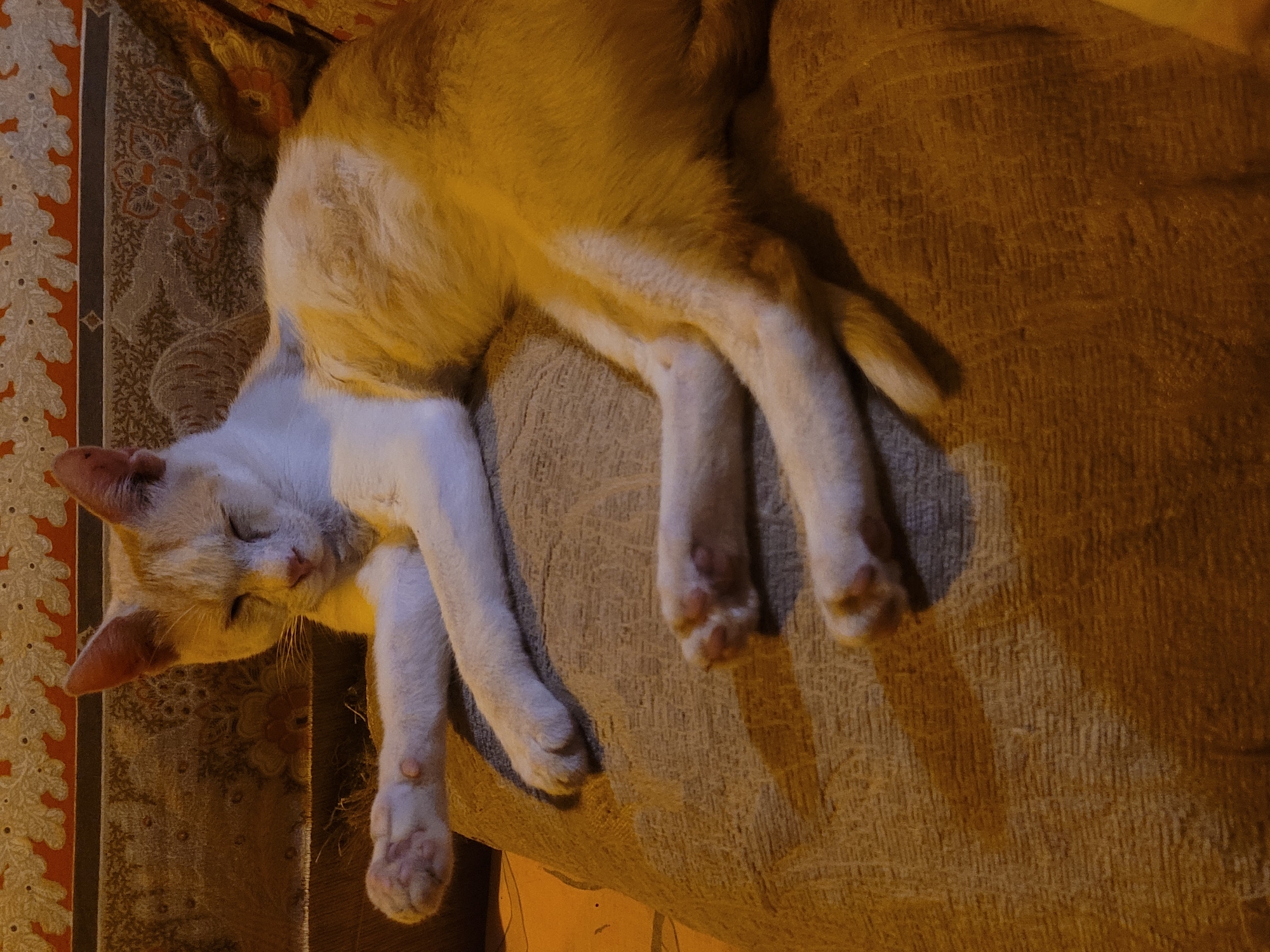 A cat sleeps on a textured brown couch. The cat has white fur on its face and paws, with orange fur on its head and body. The couch is positioned next to a patterned textile with orange, white, and brown hues. The location is Unknown, Unknown.