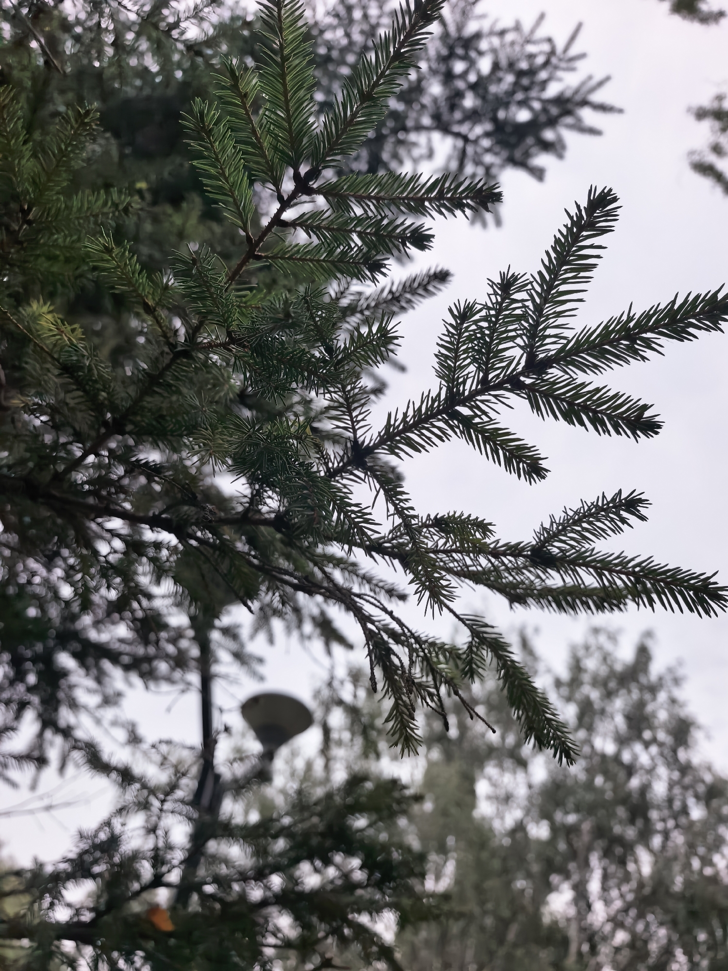 The image shows a close-up view of fir tree branches against a pale, overcast sky. In the background, out of focus, is a lamppost and other trees. There are no people visible in the image. The scene appears to be outdoors, possibly in a park or a natural area within the city of Sterlitamak, Russia, given the presence of both evergreen trees and a man-made lamppost. The overall atmosphere is muted and somewhat damp, suggesting it might be a cool or rainy day.