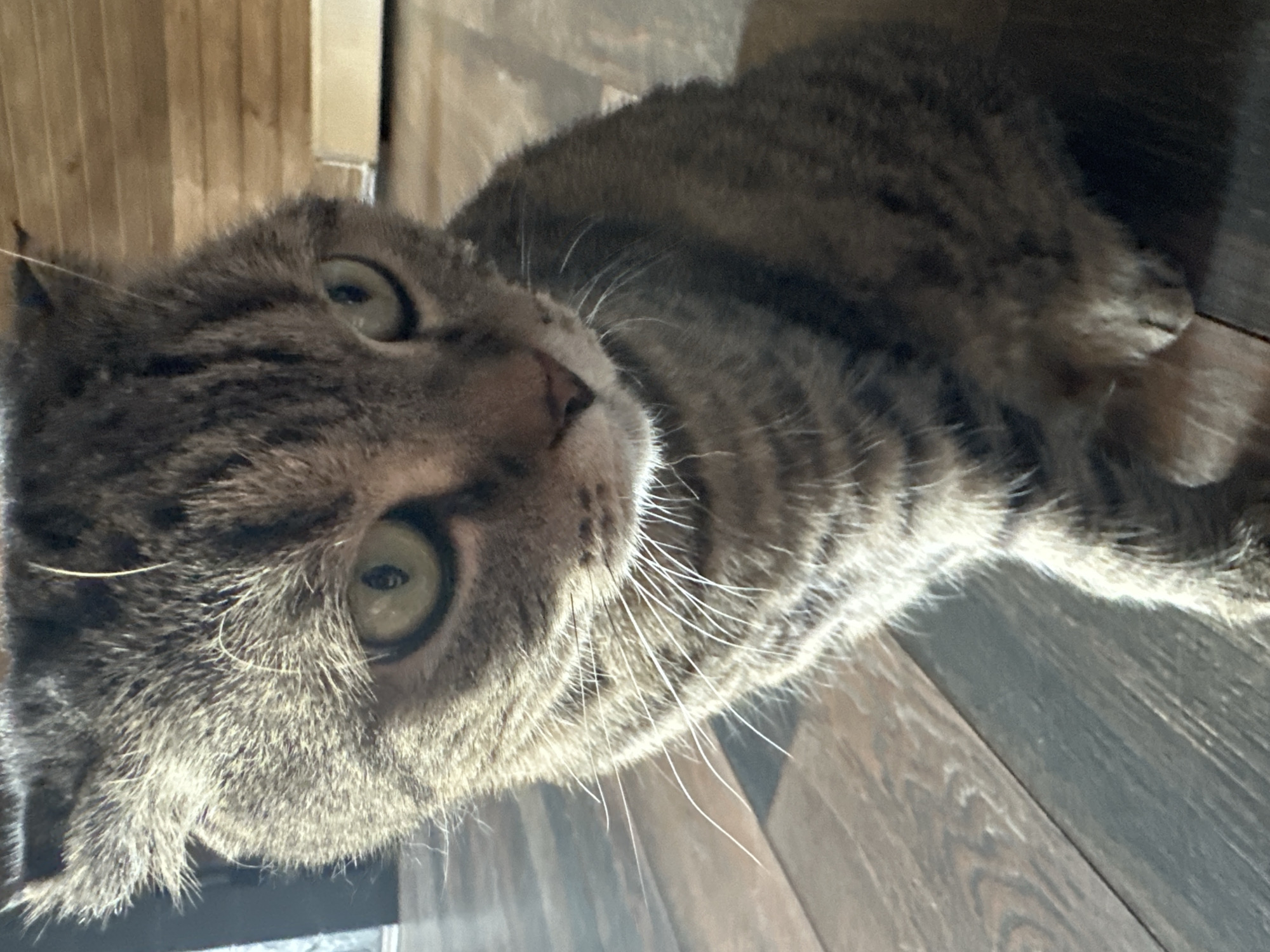 A close-up, eye-level, full-body shot captures a tabby cat sitting on a wooden floor. The cat's fur is a mix of gray and brown stripes. Its green eyes are wide open, and its ears are slightly pointed forward. The cat's body is angled to the right, and its paws are resting on the floor. The background consists of a wooden wall and floor. There are no people or other animals present in the image. The scene is lit by natural light, casting shadows on the floor. The image appears to have been taken indoors.