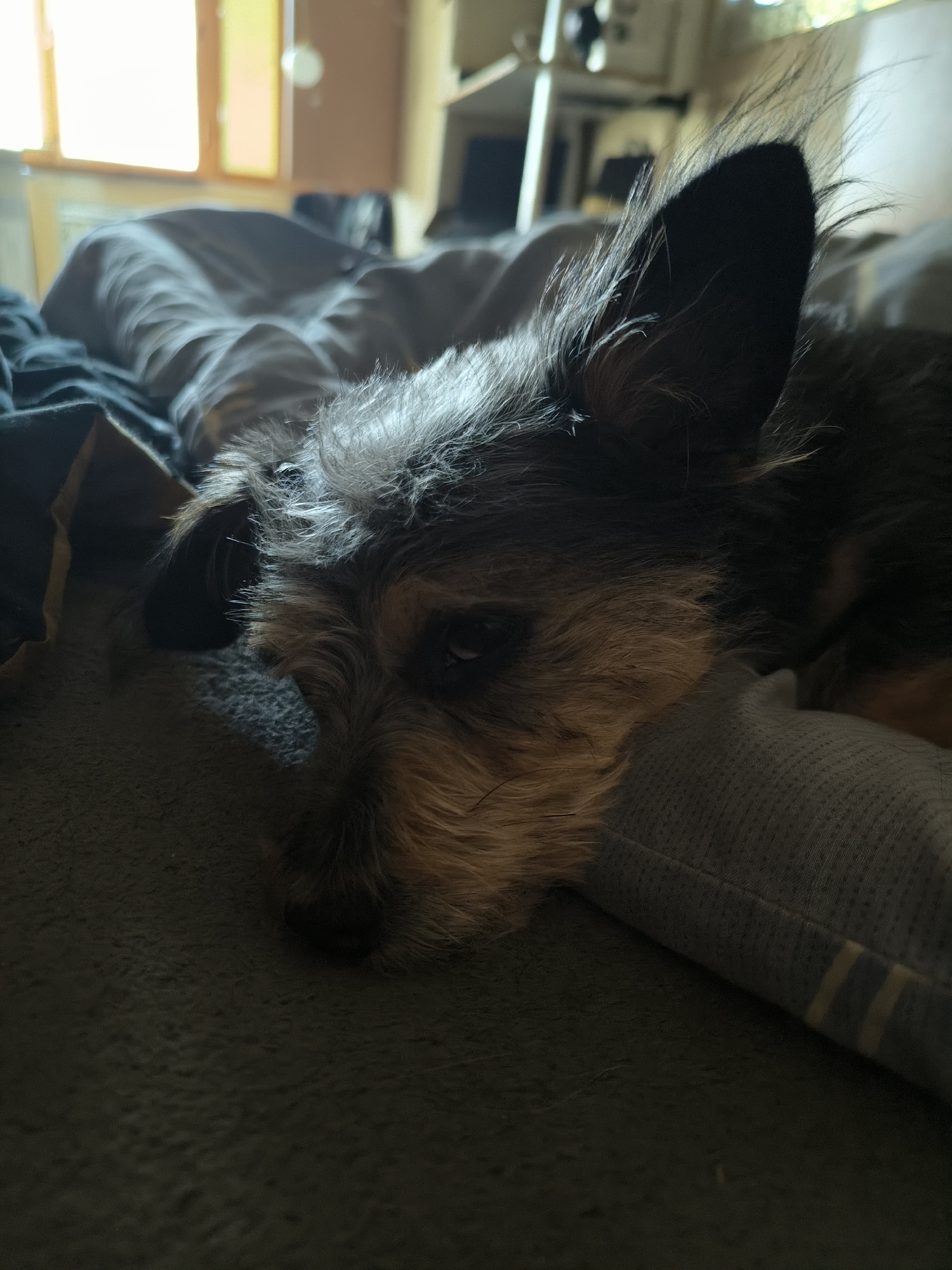 A close-up shot of a small, scruffy dog with dark fur and lighter tan markings around its snout lies on a bed with its head resting on a grey pillow. The dog's eyes are partially closed, and its ears are perked up. The background is blurred, showing a window with sunlight streaming through, and hints of furniture. The overall impression is one of a pet resting comfortably in an indoor setting. There is no information available regarding the location in Mykolaiv, Ukraine.