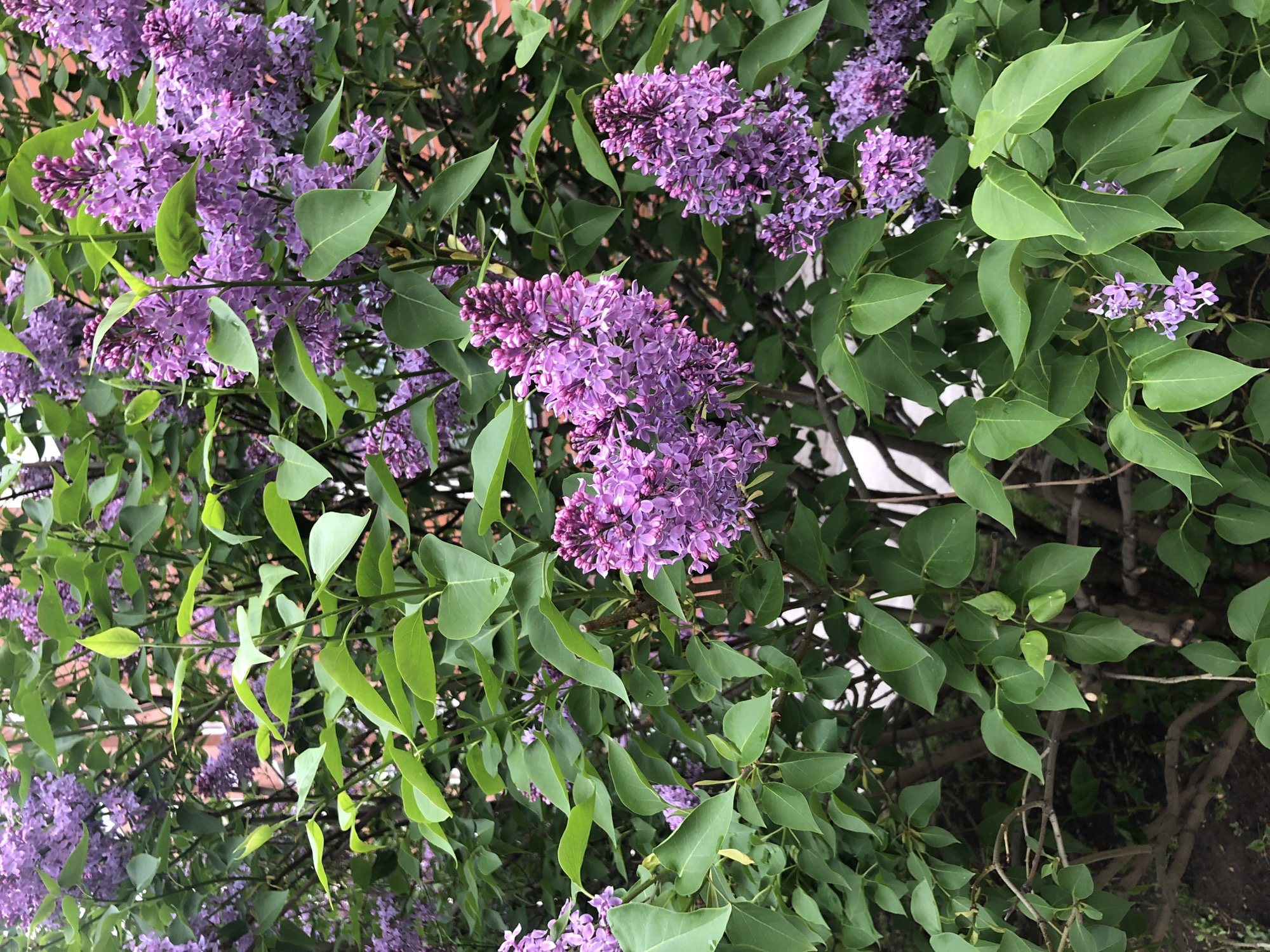 The image shows a lilac bush with purple flowers and green leaves. The bush is in a garden, with a brick wall in the background. The location appears to be an urban area.