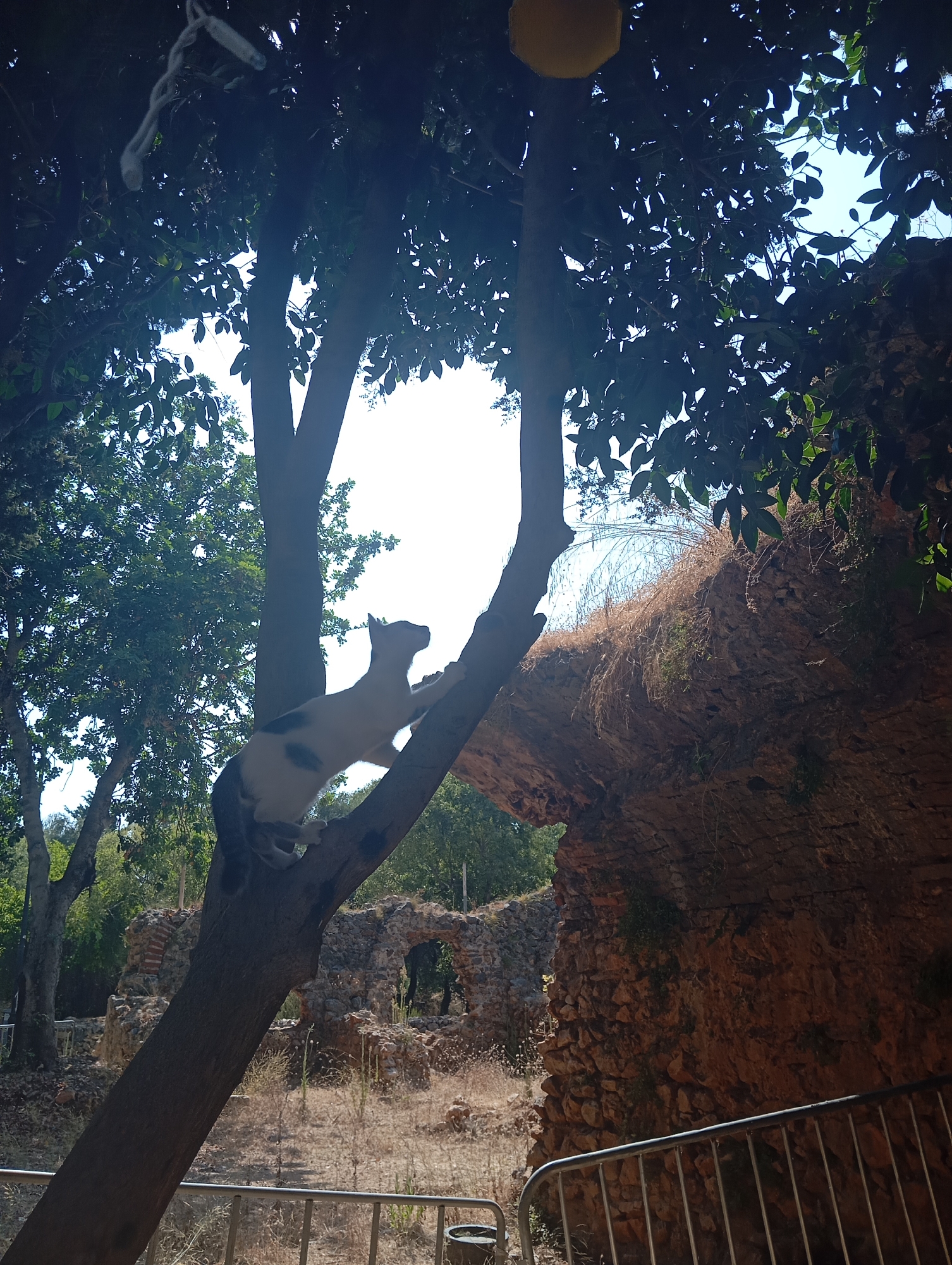 A black and white cat is perched on a tree branch, looking to its left. The cat is silhouetted against a bright sky. In the background, there are ruins of stone structures and dense foliage. The scene is outdoors, suggesting a natural or historical setting within a city.