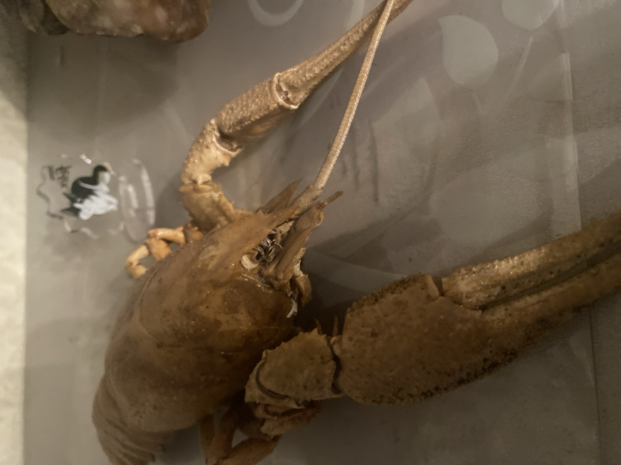 The image shows a dead crayfish on a grey, textured surface. The crayfish is light brown and appears to be dried or preserved. Its claws are raised, and its tail is extended. In the background, there is a blurry object that resembles a small black and white figurine. The surface it rests on has a subtle pattern. The lighting is dim, casting a shadow on the surface. The overall scene is a close-up shot of the crayfish, with the background out of focus. There is no discernible information in the image that would indicate its location in Chernogorsk, Russia.