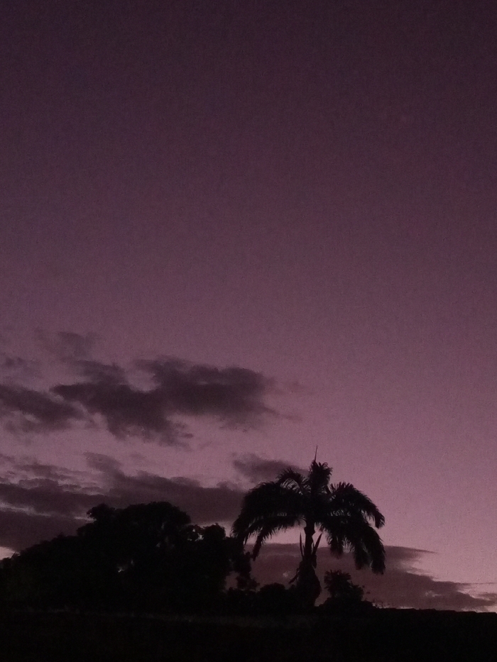 A dusky purple sky fills the frame, transitioning from light to dark. Silhouetted against the sky are trees and a palm tree with sparse foliage. Dark, scattered clouds drift across the horizon. The bottom of the image shows a darker, indistinct landscape with denser foliage and suggests an uneven terrain.