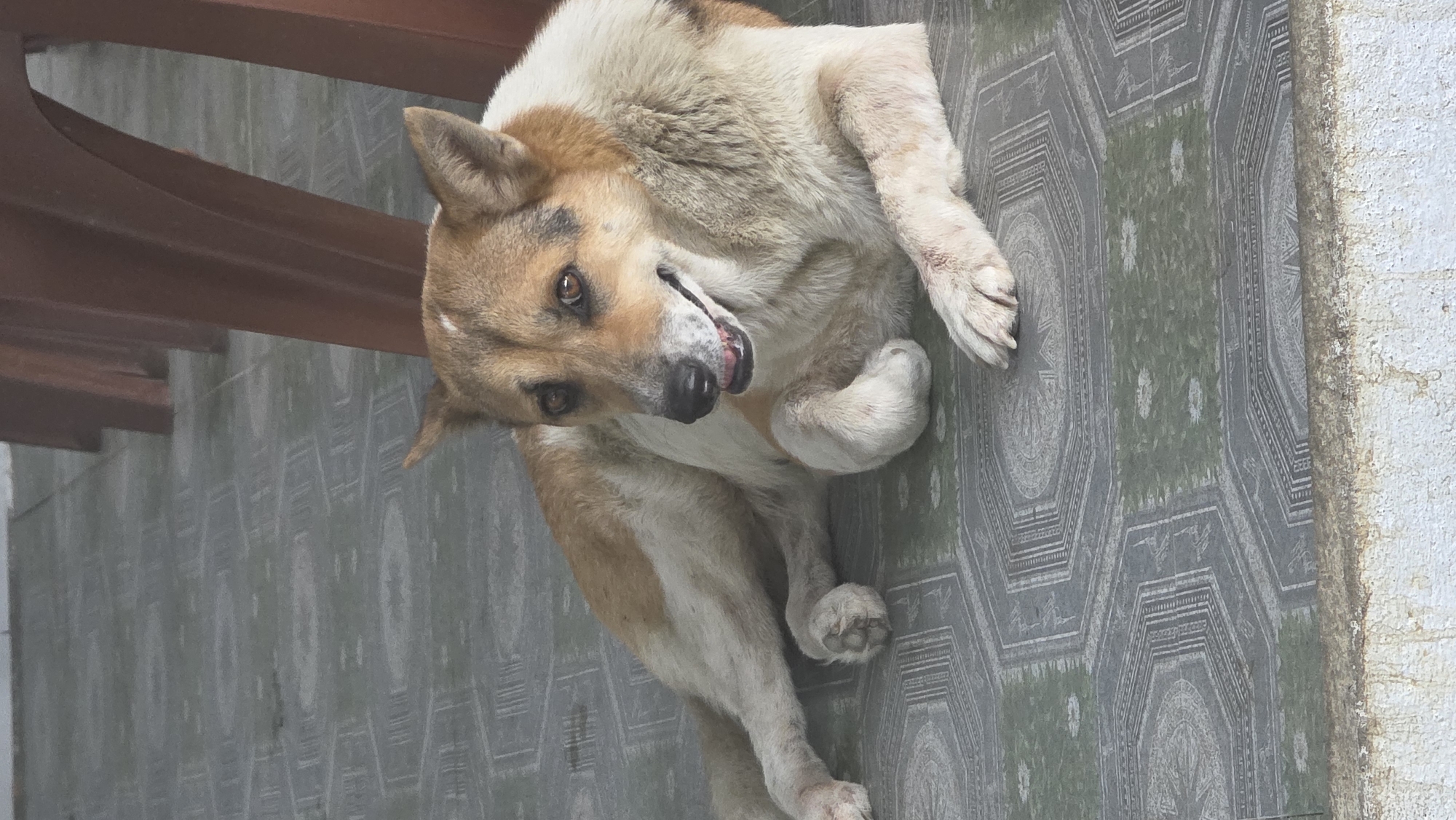 A medium-sized, tan and white dog lies on a grey tile floor with a geometric pattern. The dog has alert brown eyes and slightly open mouth. A brown wooden structure is partially visible in the upper left corner. Adjacent to the tile is a white wall with noticeable discoloration or staining. The setting appears to be an outdoor area, possibly a veranda, in Ea Tê, Vietnam.