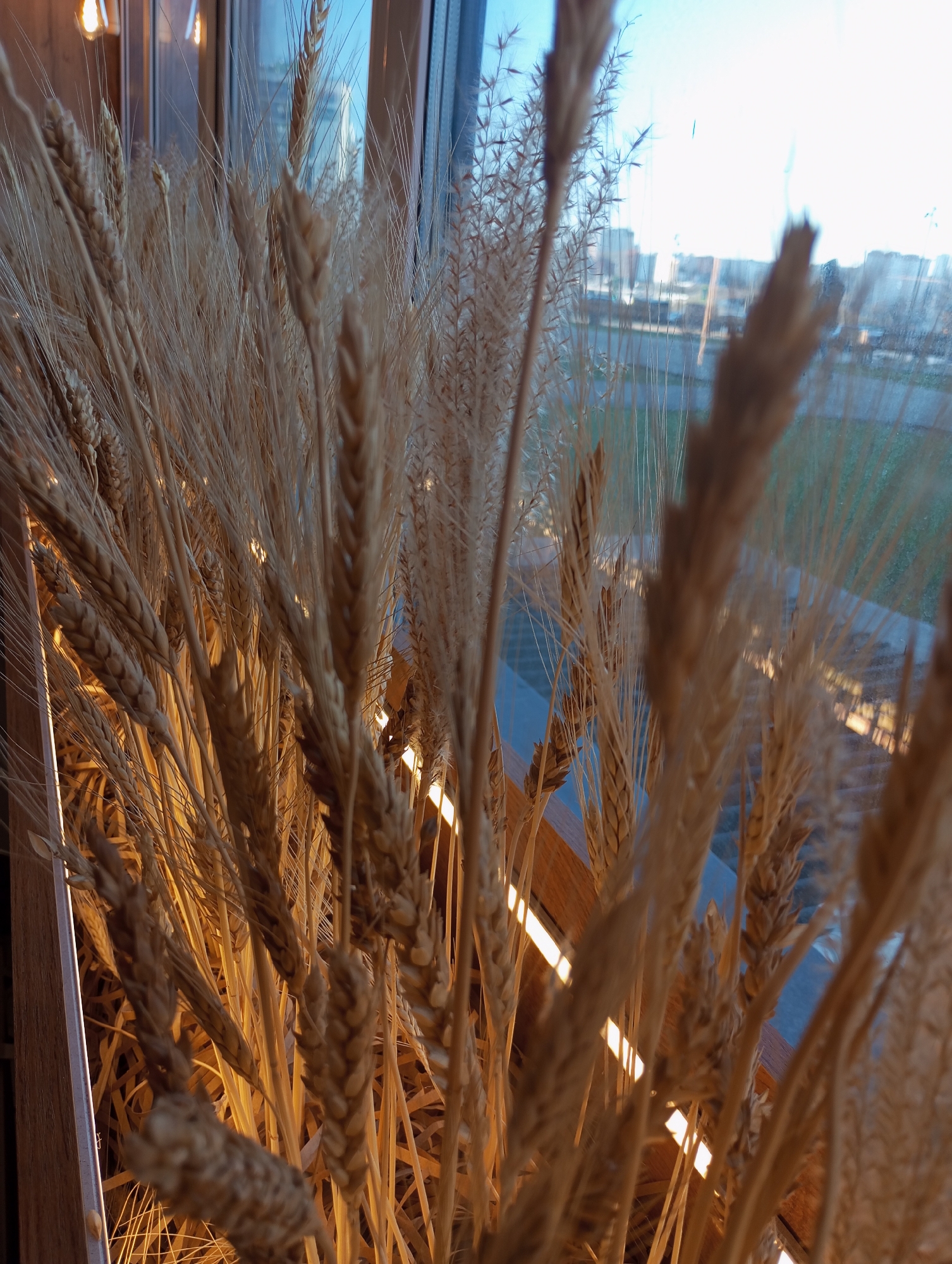 A close-up shot of dried wheat stalks fills the frame, with a window offering a blurred view of what appears to be a cityscape. The window allows natural light to filter through, though artificial light from strip lighting also illuminates the foreground. The wheat stalks are varying shades of beige and brown, creating depth within the image. The blurred cityscape includes buildings, possibly apartment blocks, and a patch of green, suggesting a park or open space. The photo was taken in the city of Pervomaysky, Russia.