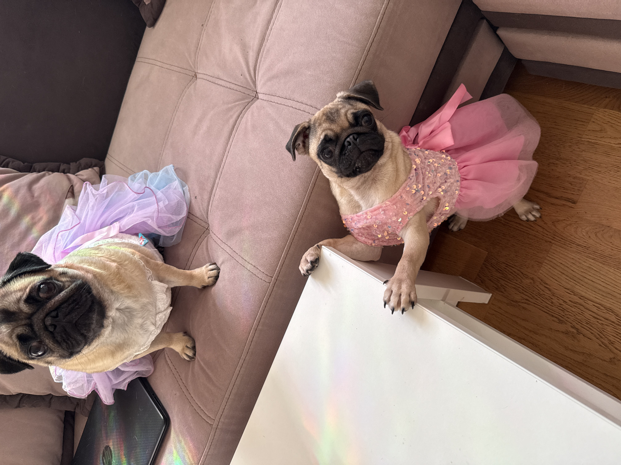 Two pugs are dressed up in tutus. One pug sits on a couch, wearing a lavender and blue tutu. The other pug is standing on its hind legs, leaning on a white table, and is wearing a pink sparkly tutu. The couch is a light brown color, and the table is white. The floor is made of wood. There is a laptop on the couch next to the first pug. Rainbow light is reflecting on the couch and the table.