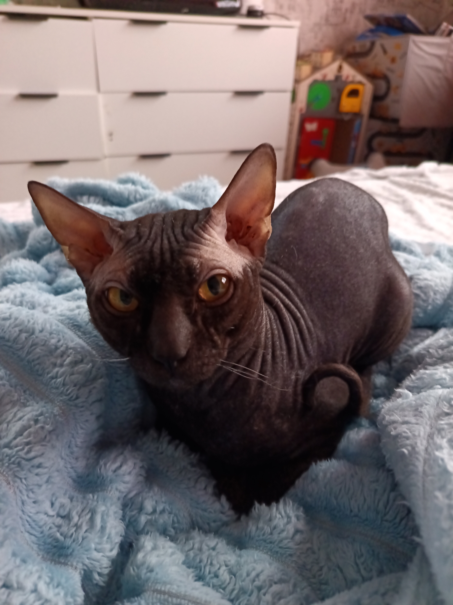 A dark-skinned Sphynx cat is the central subject of this close-up, high-angle indoor photograph taken in Osa, Russia. The cat is lying on a plush, light blue textured blanket, which fills the lower foreground and surrounds the animal. Its skin is deeply wrinkled, particularly around its head and neck. The cat has striking, large, amber-yellow eyes that are wide open and looking directly at the camera, conveying an alert and curious expression. Its prominent, pointed ears are perked up. Faint white whiskers are visible on its snout. The cat's tail is curled into a tight ring shape, resting on the blue blanket near its back.
In the background, on the left, a light-colored dresser with multiple drawers and dark horizontal handles is partially visible. On the right, a blurry background reveals what appears to be a child's play area or toy structure with colorful elements (green, yellow, red) against a patterned wall, suggesting a domestic setting. The lighting appears to be artificial and internal to the room. No visible text is present in the image. The overall scene suggests a calm moment with a pet in a home environment.