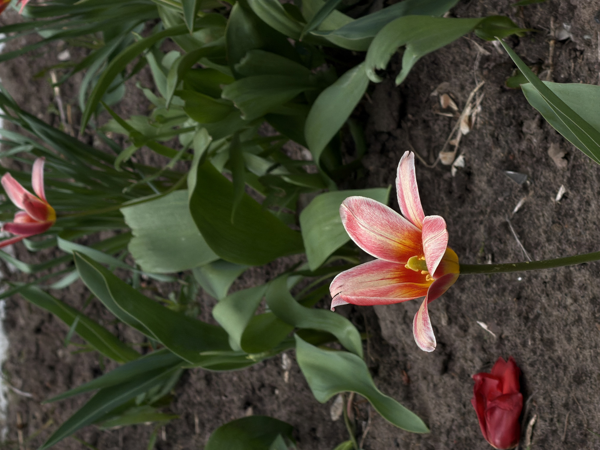This image captures a close-up view of a garden scene in Chaikovsky, Russia, focusing primarily on blossoming tulips. The main subject is a vibrant tulip flower located in the mid-right, showcasing petals striped with hues of pink, white, and yellow-orange, especially towards its open center, revealing bright yellow reproductive organs. Its slender green stem extends downwards, partially visible.
Surrounding the central flower are lush, broad green leaves, suggesting the presence of multiple tulip plants or similar foliage. In the upper-left background, another tulip flower, predominantly pink or red, is partially visible. The ground is composed of dark brown soil, indicating a garden bed, with scattered dry plant debris. Notably, a single deep red tulip petal or a small, unopened bud rests on the soil in the bottom-right corner of the frame.
The scene depicts a natural, outdoor setting during daytime, with soft natural light illuminating the flowers. There are no people visible, and no specific activities beyond the natural bloom of the flowers. The overall impression is one of early spring or summer. No text is visible in the image.